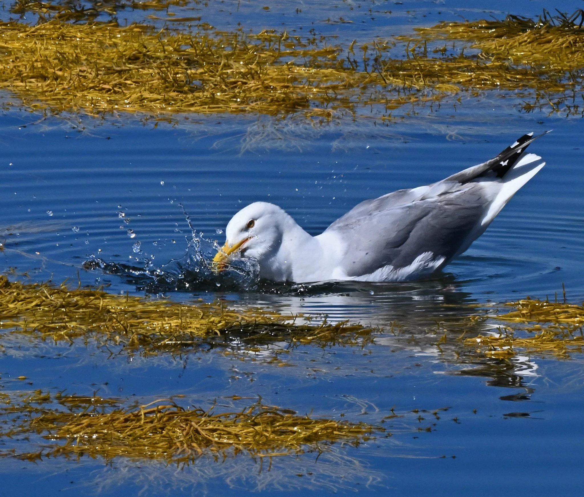Fauna-3.jpg
