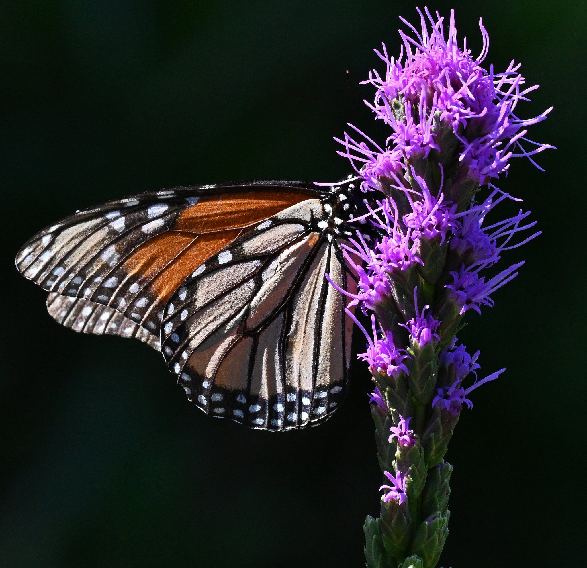 Fauna-8c.jpg