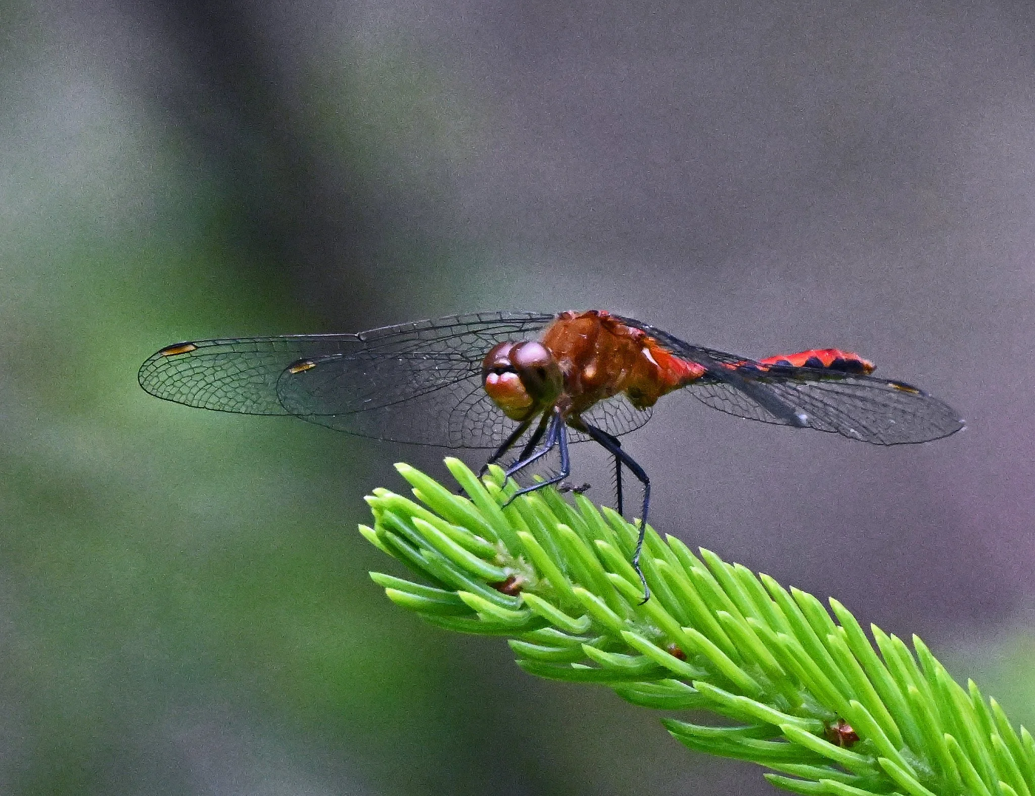 Fauna-9.jpg