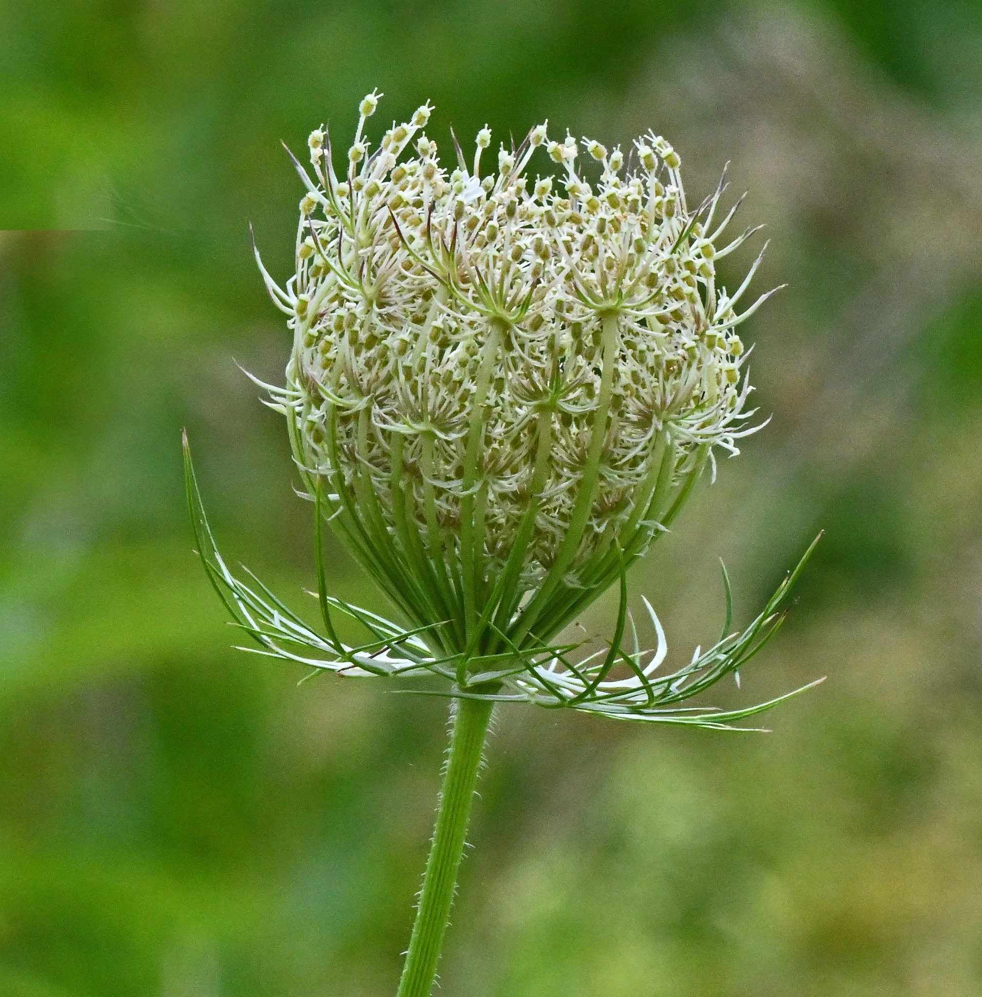 wild flora-5.jpg