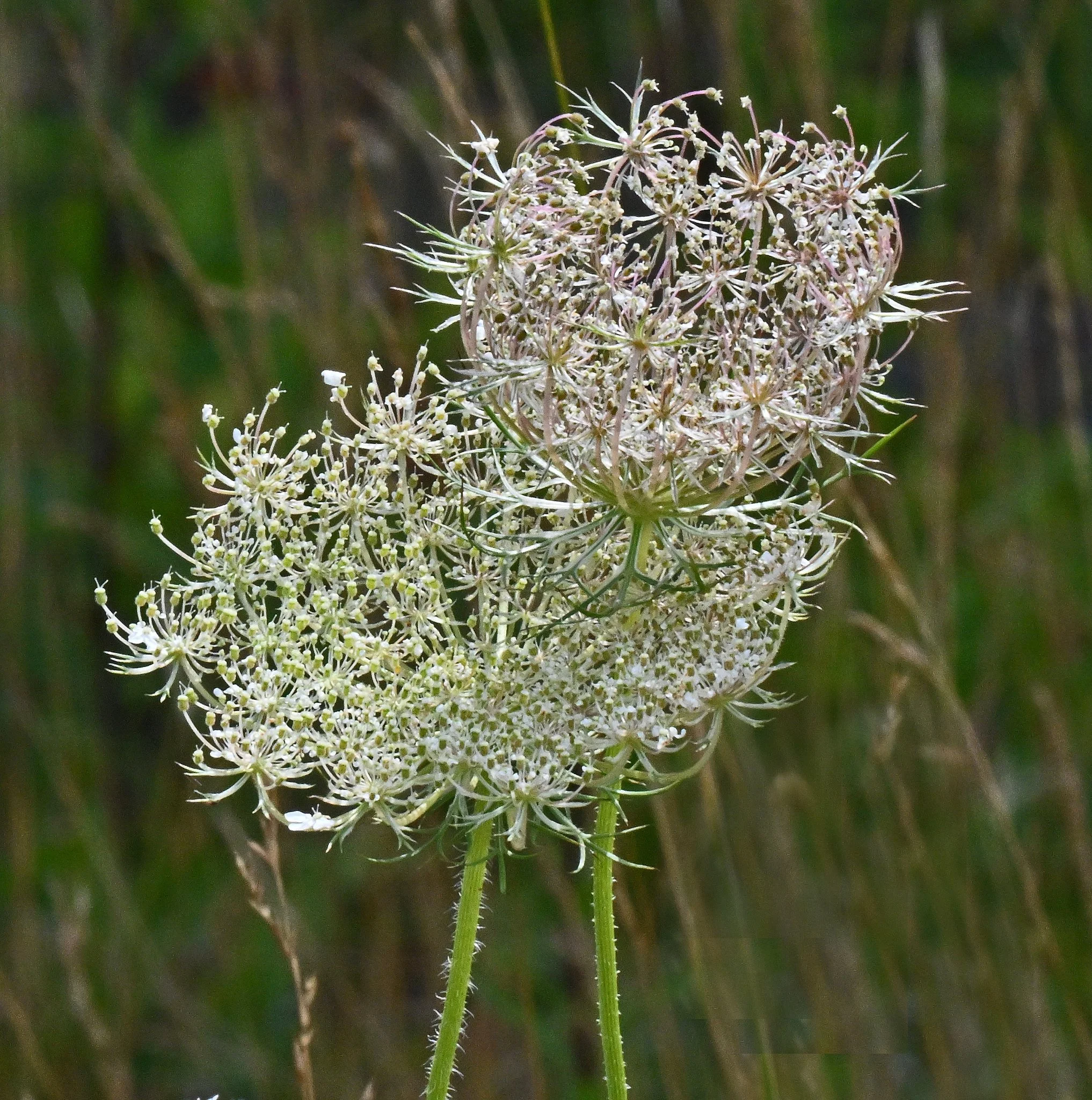 wild flora-5a.jpg