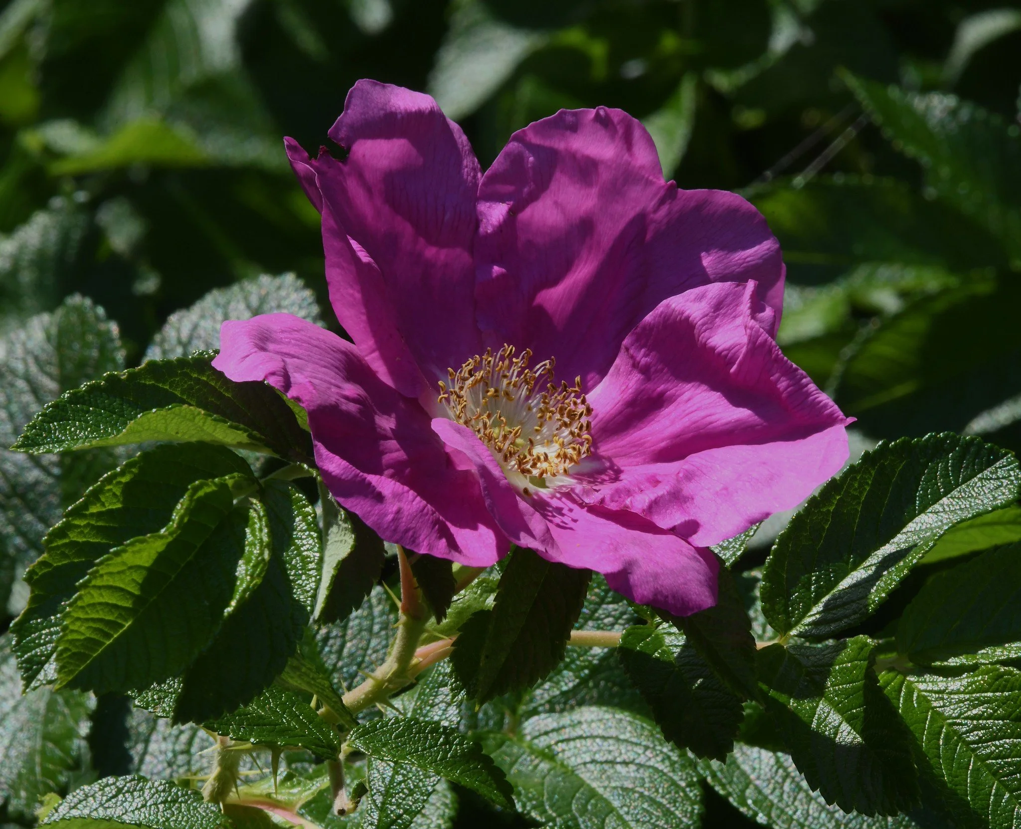 wild flora-1.jpg