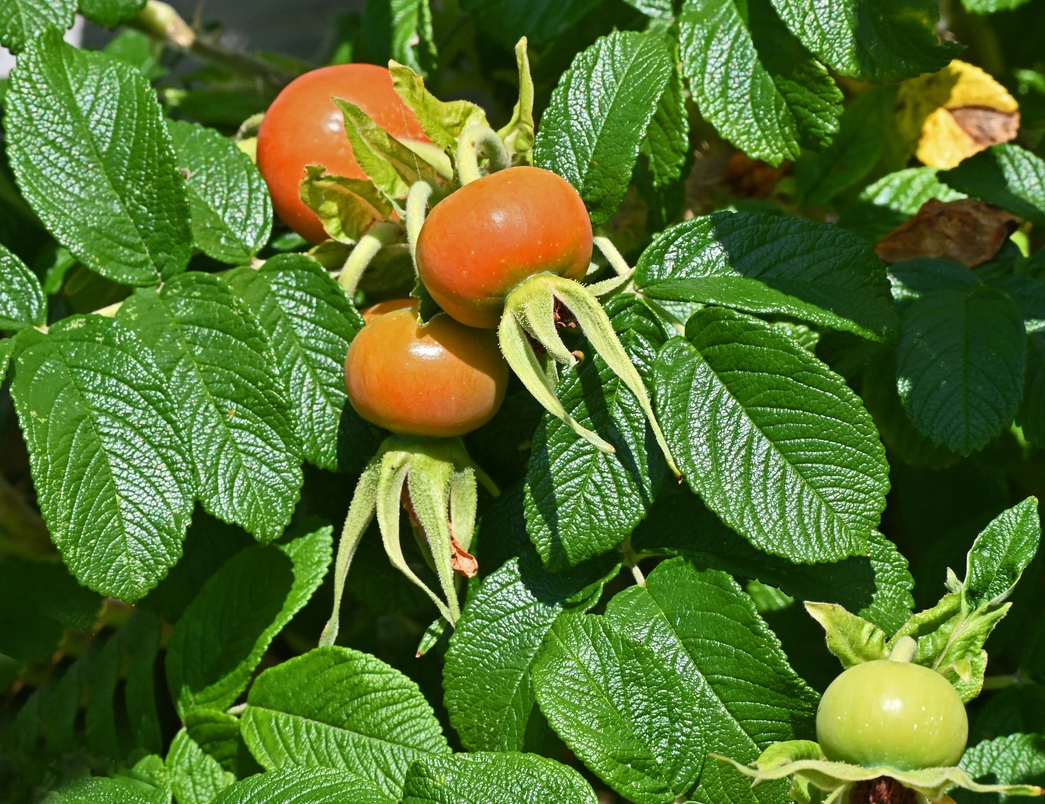 wild flora-1b.jpg
