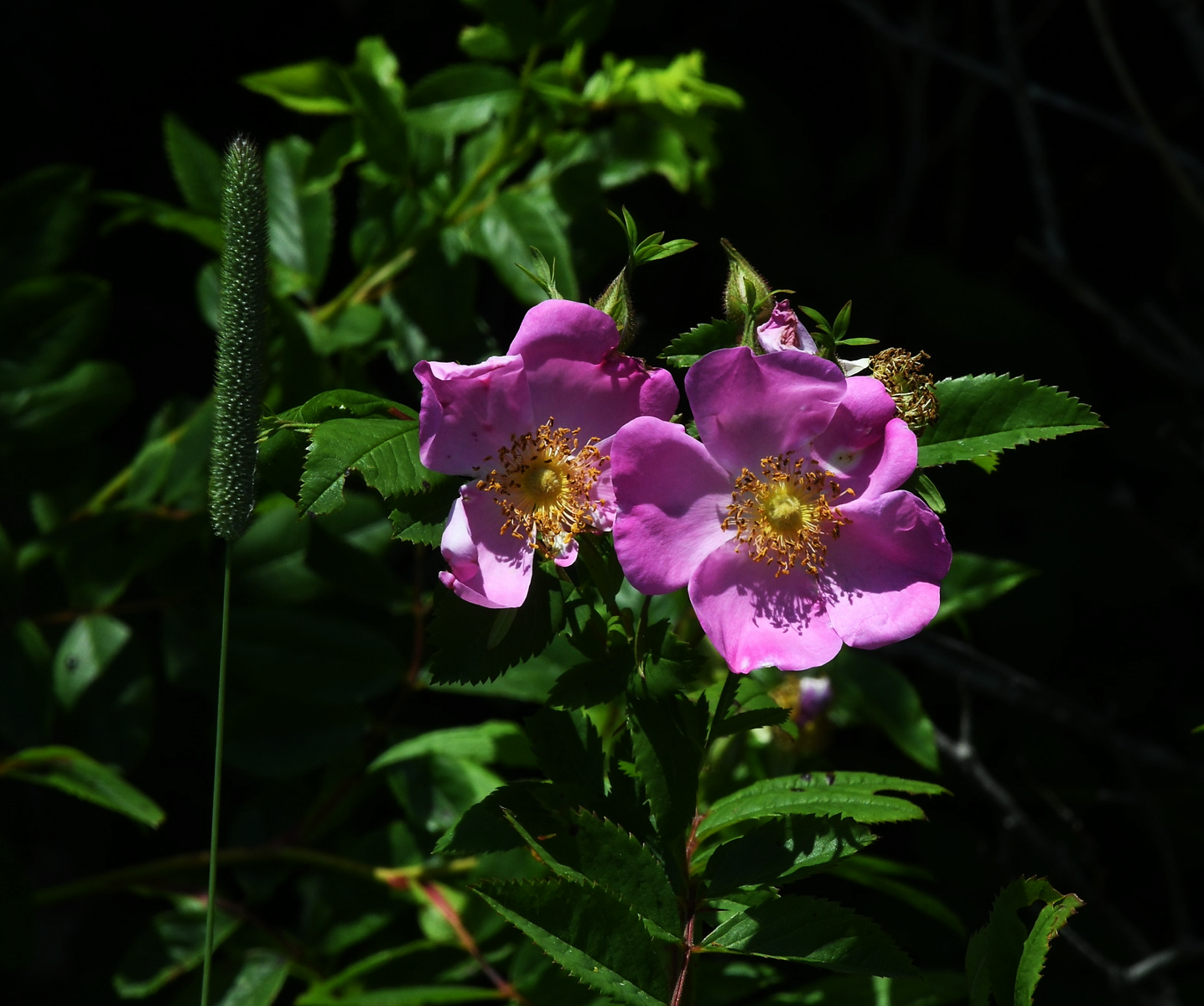 wild flora-1a.png