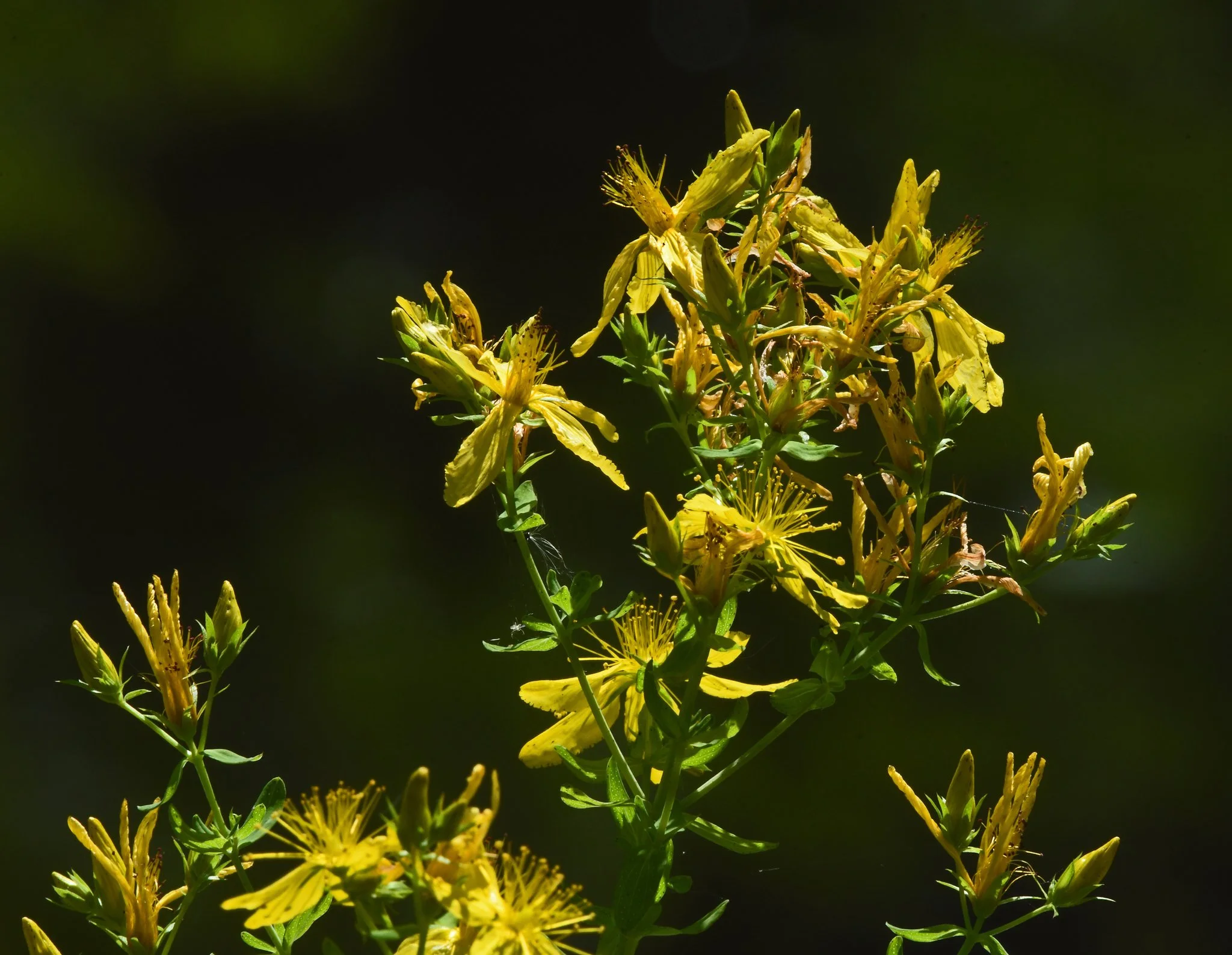 wild flora-2a.jpg