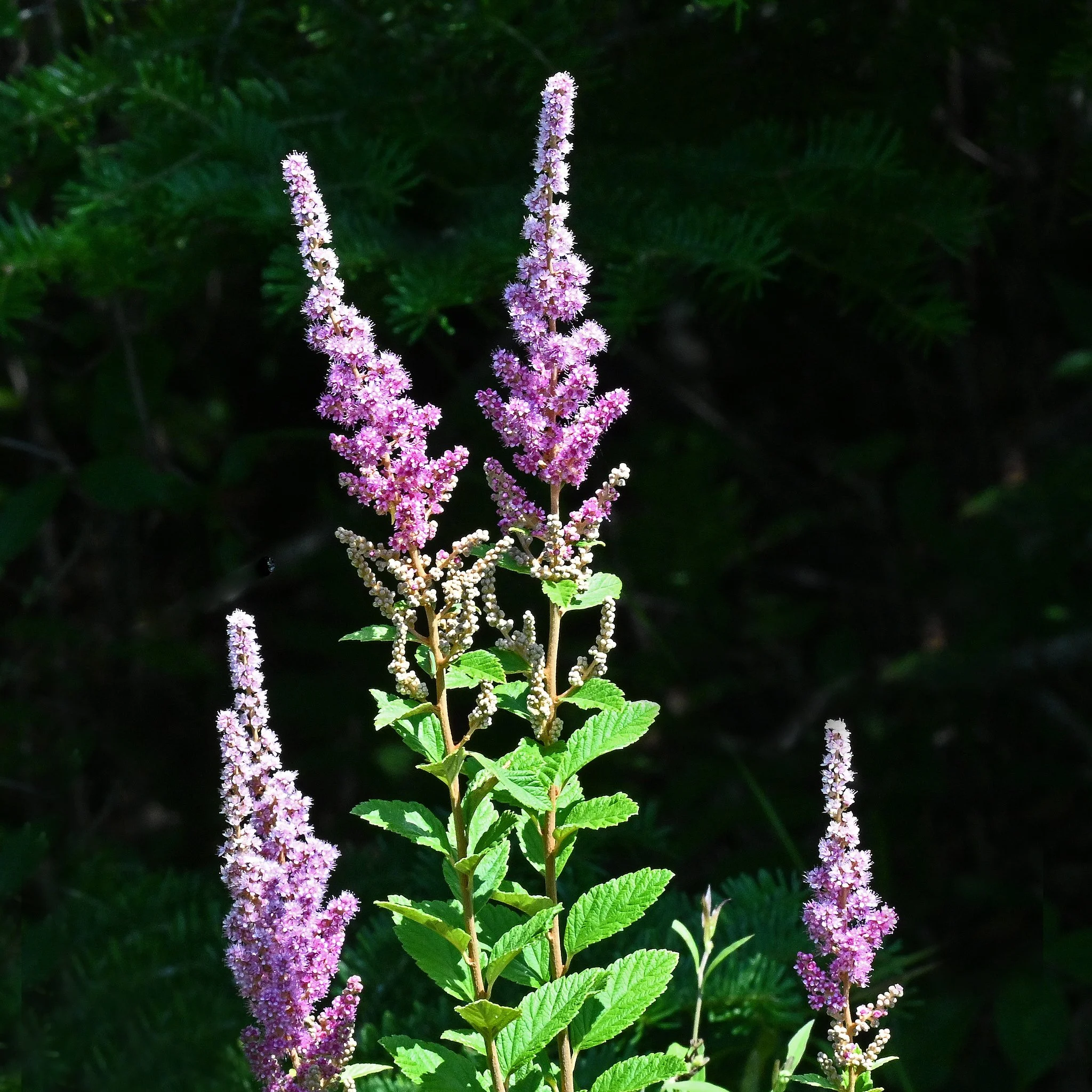 wild flora-2.jpg