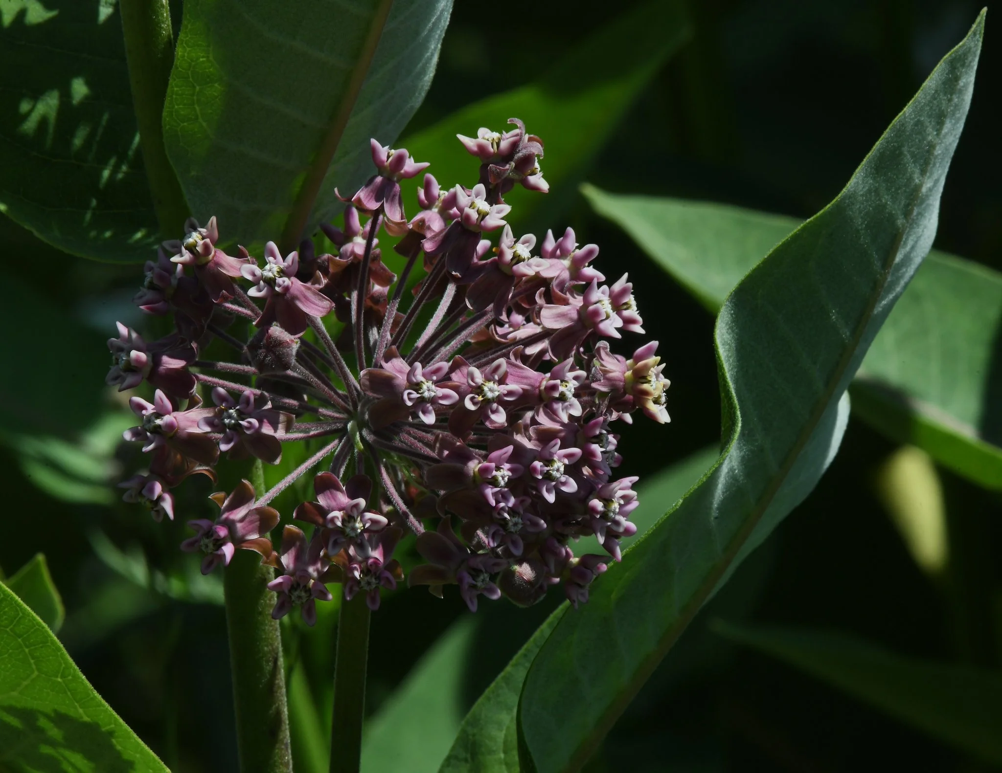 wild flora-4.jpg