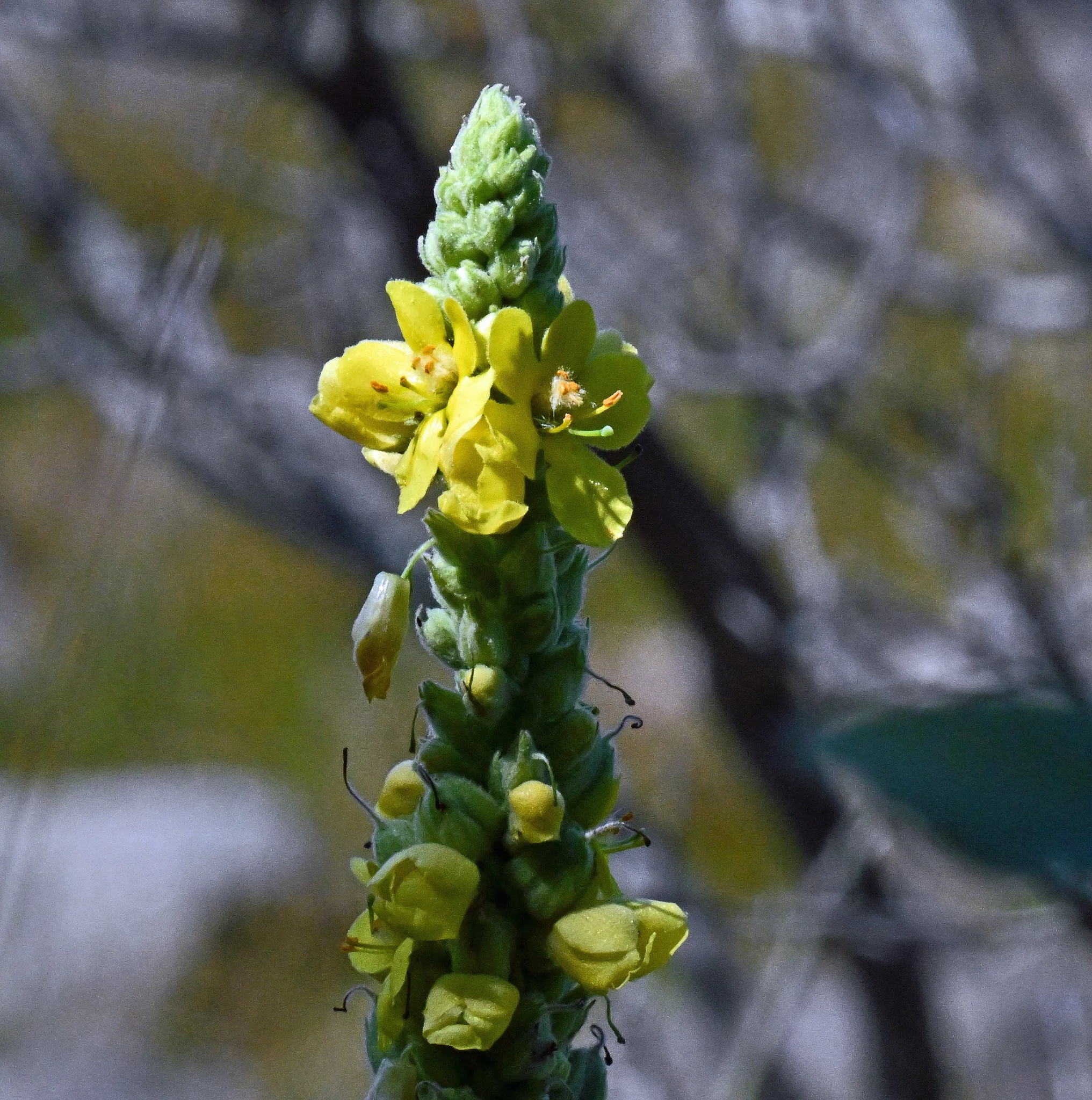 wild flora-4a.jpg