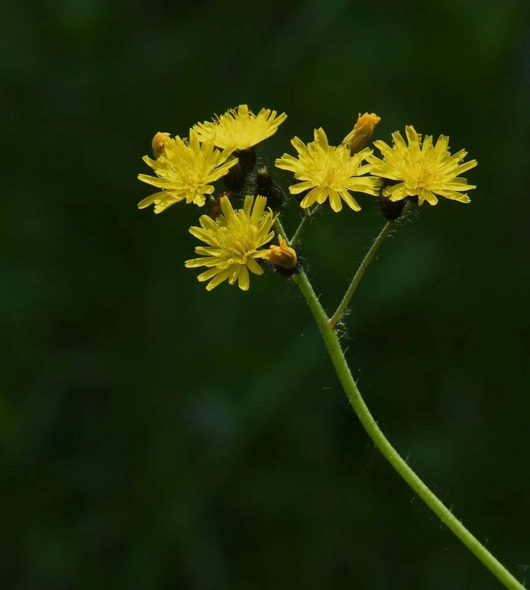 wild flora-3.jpg