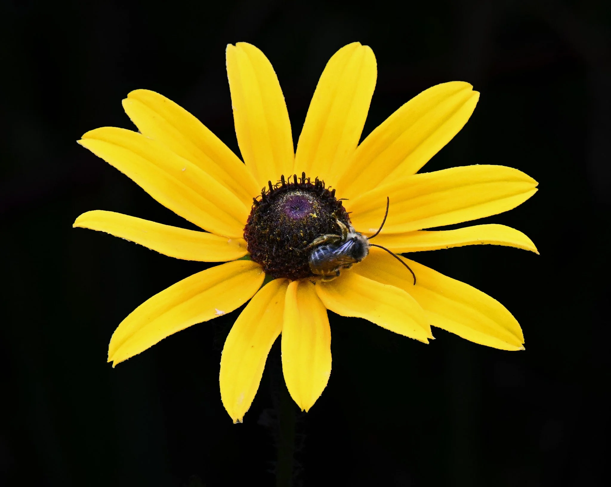 wild flora-6.jpg