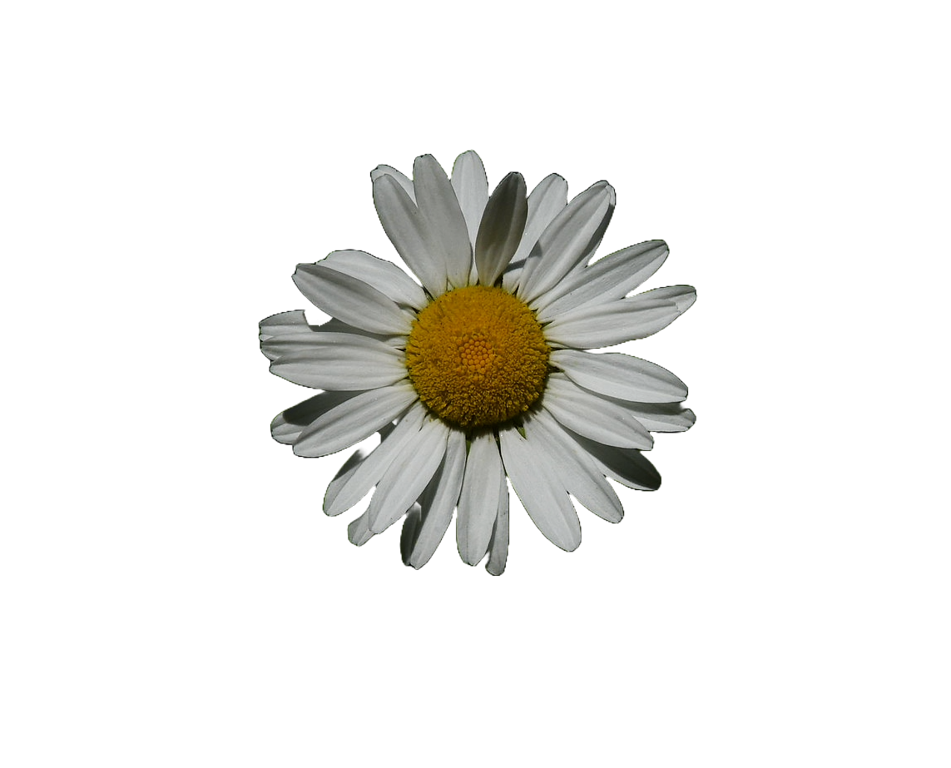 wild flora-8.png