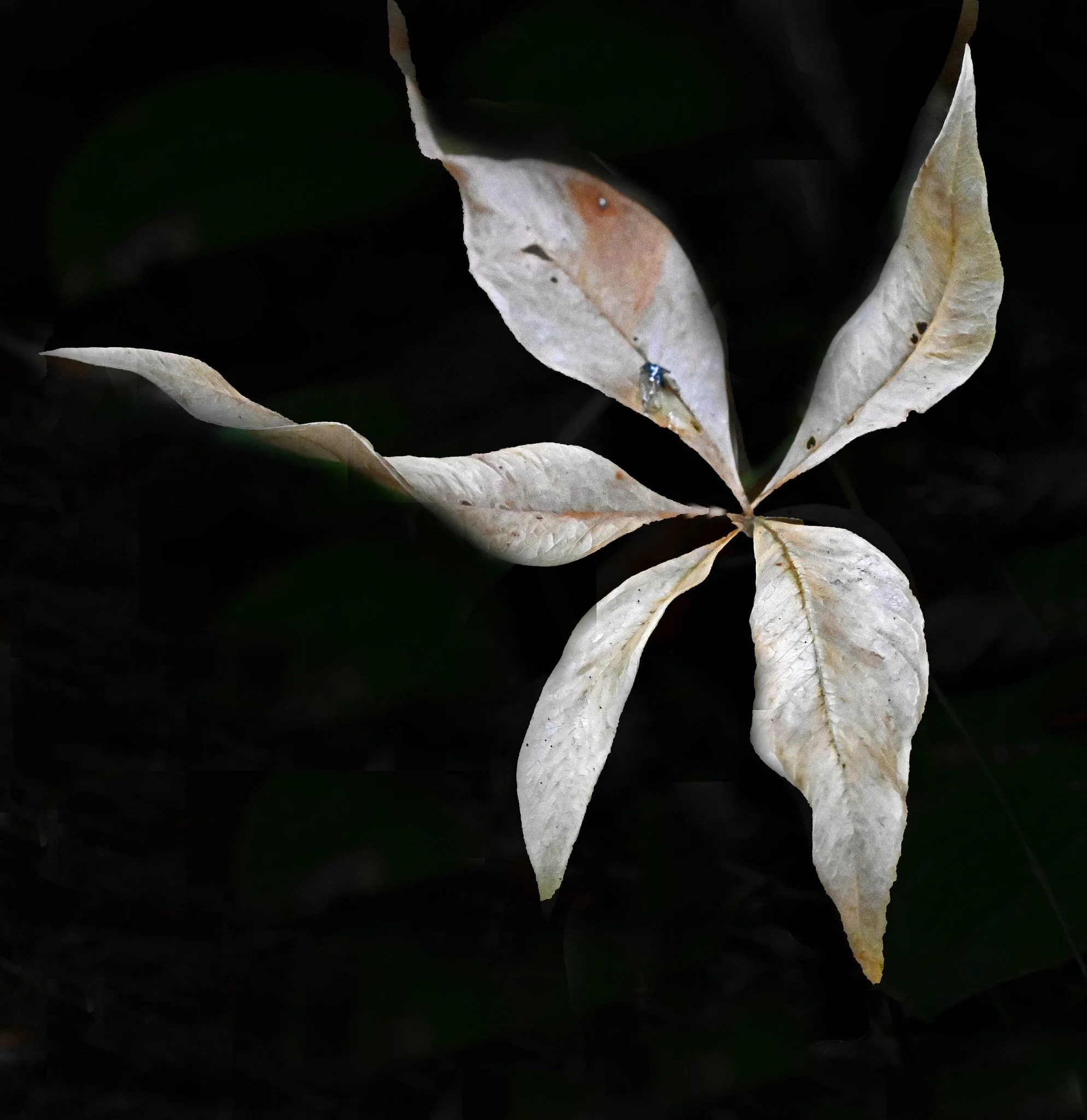wild flora-7a.jpg