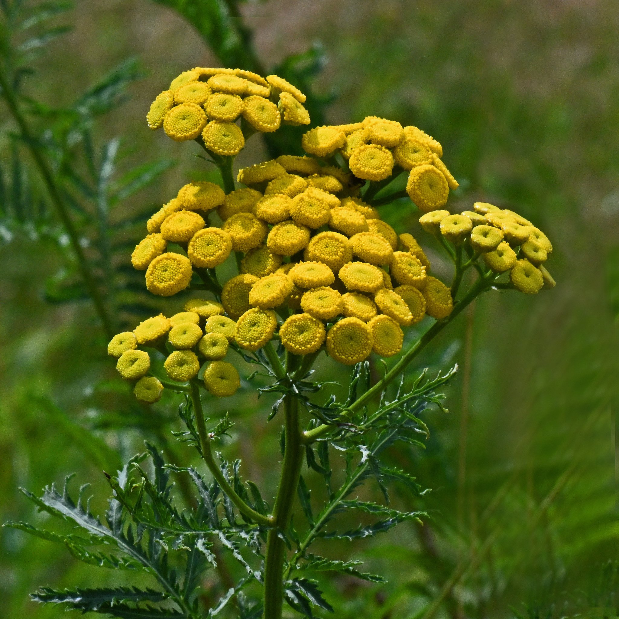 wild flora-6a.jpg