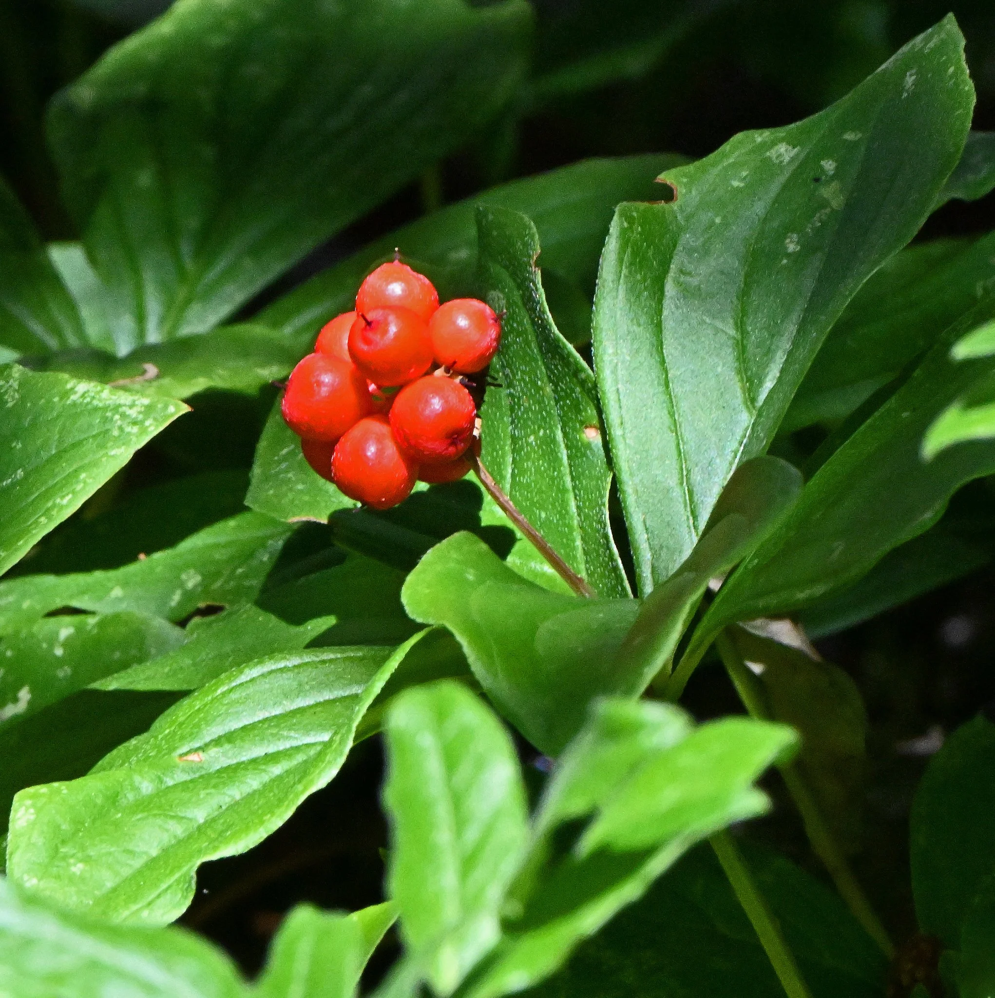 wild flora-7.jpg
