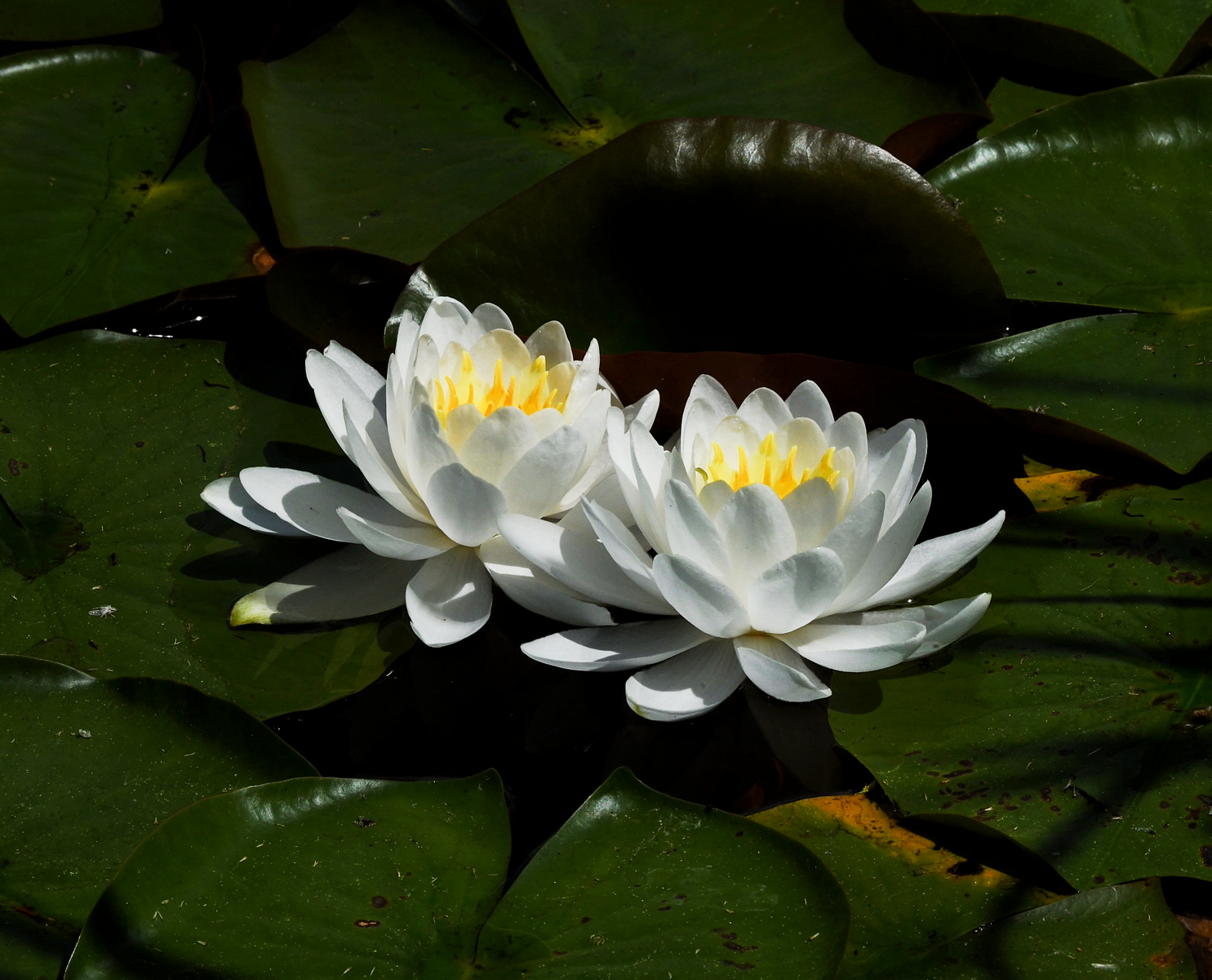 wild flora-9c.png