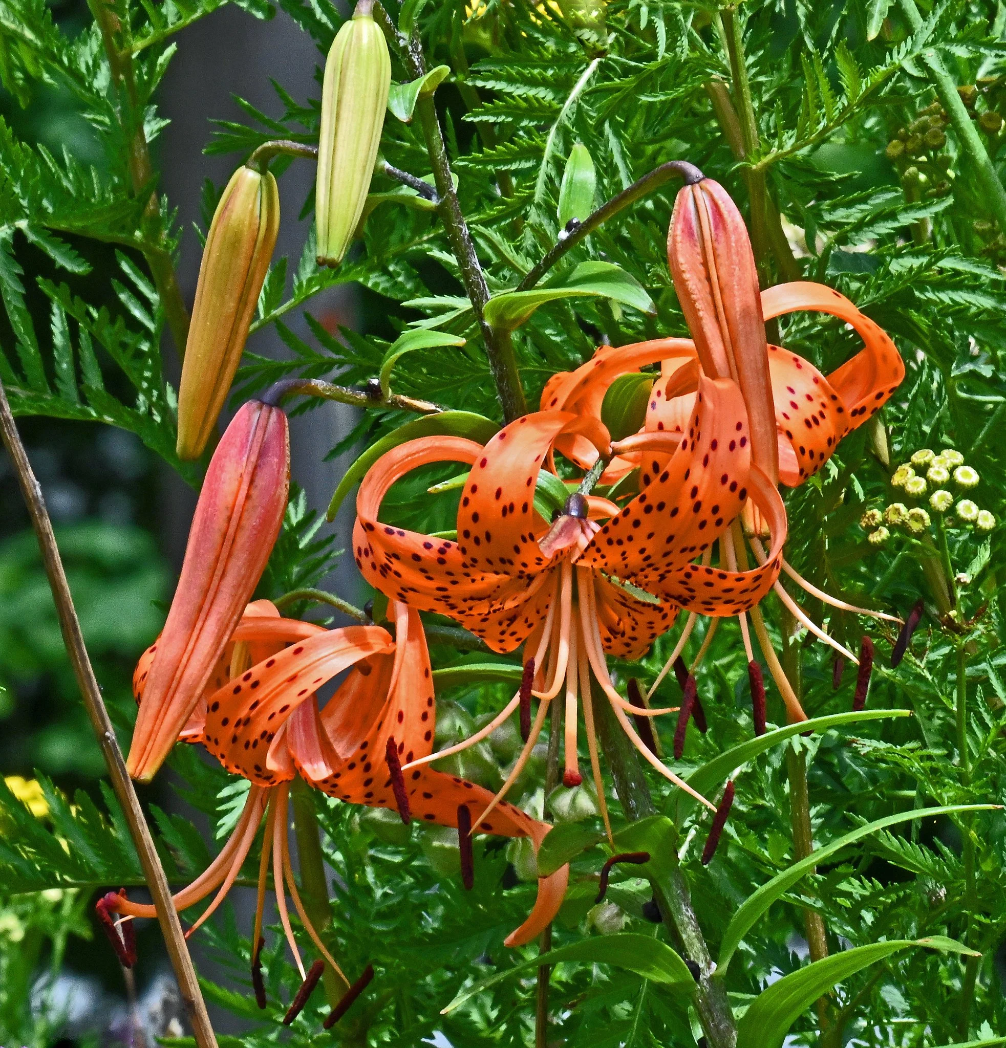 wild flora-9b.jpg
