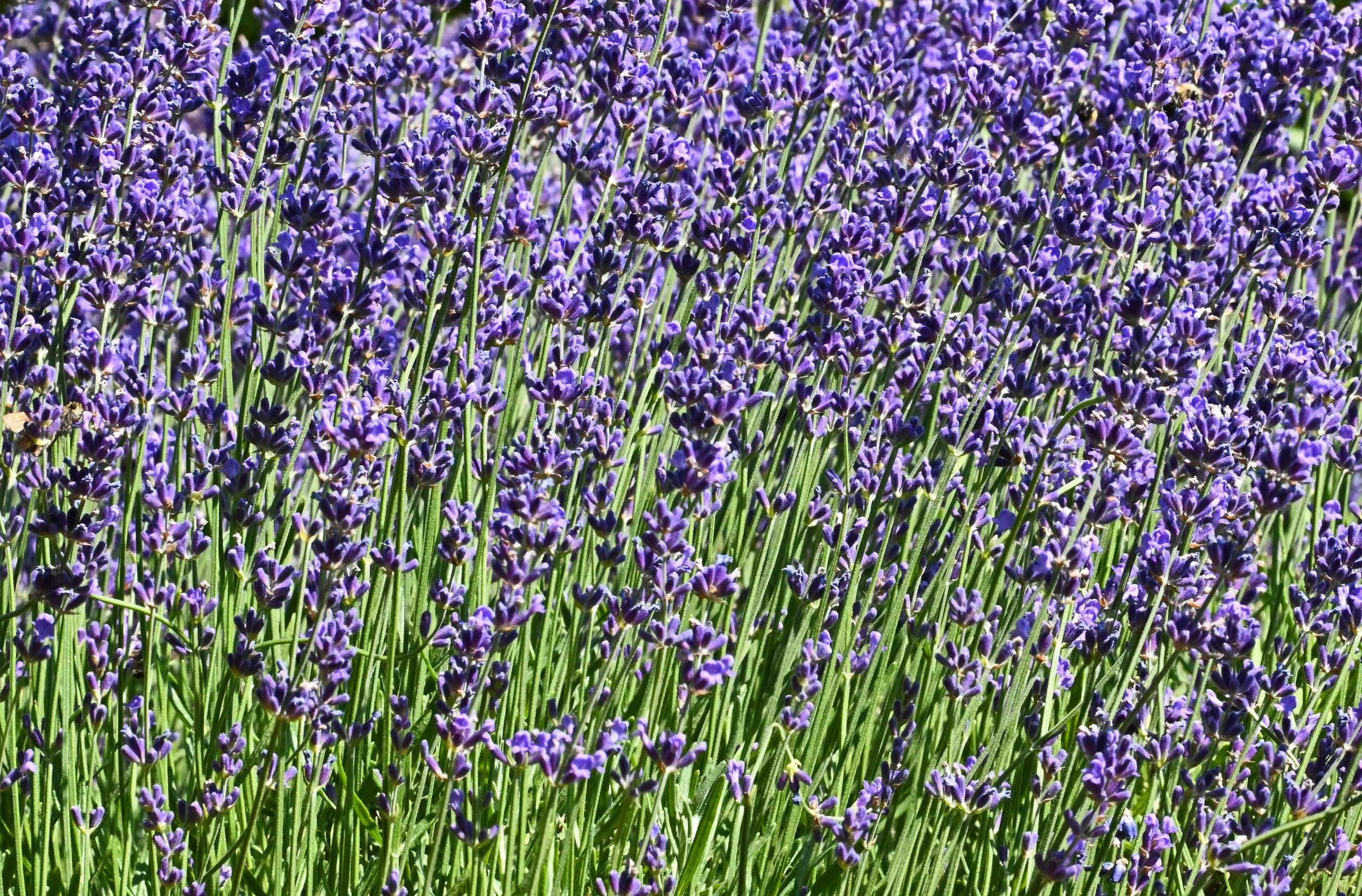 garden-2.jpg