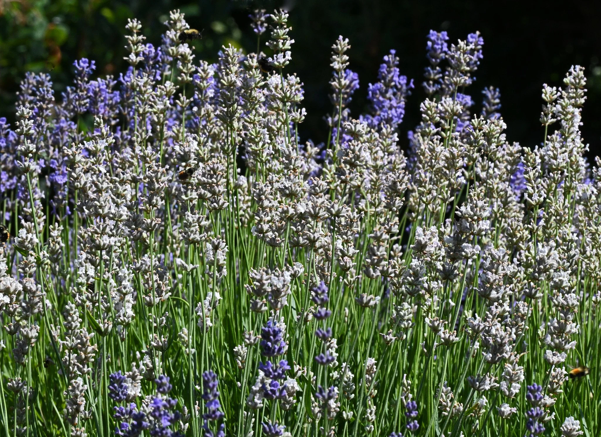 garden-2a.jpg