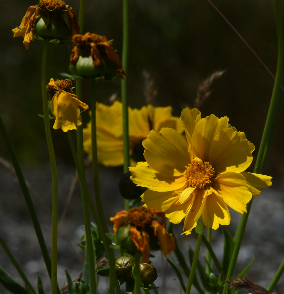 garden-4.png