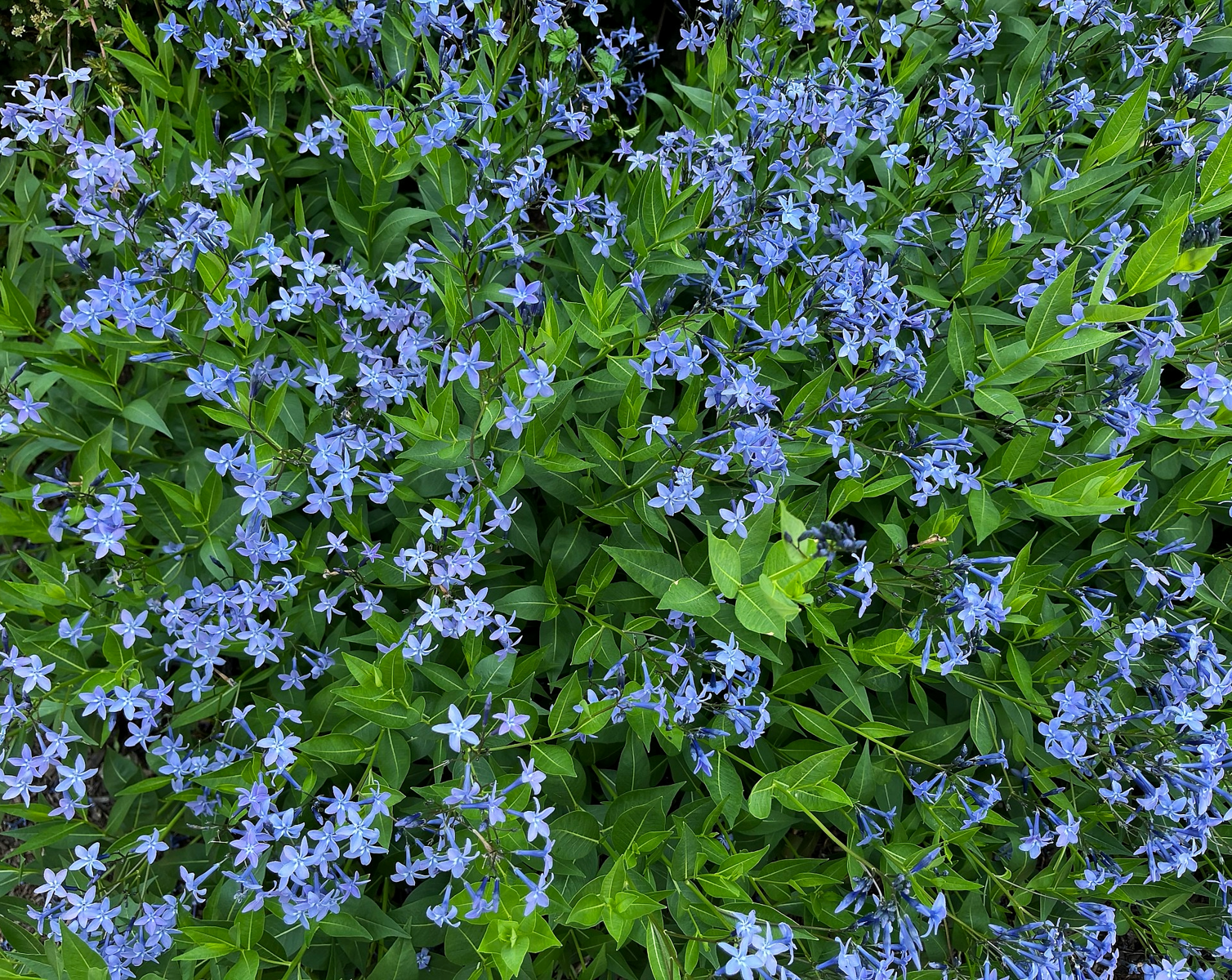 garden-5.png