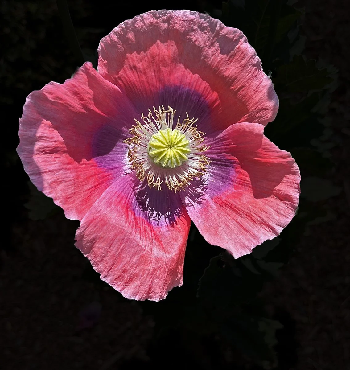 garden-7.jpg