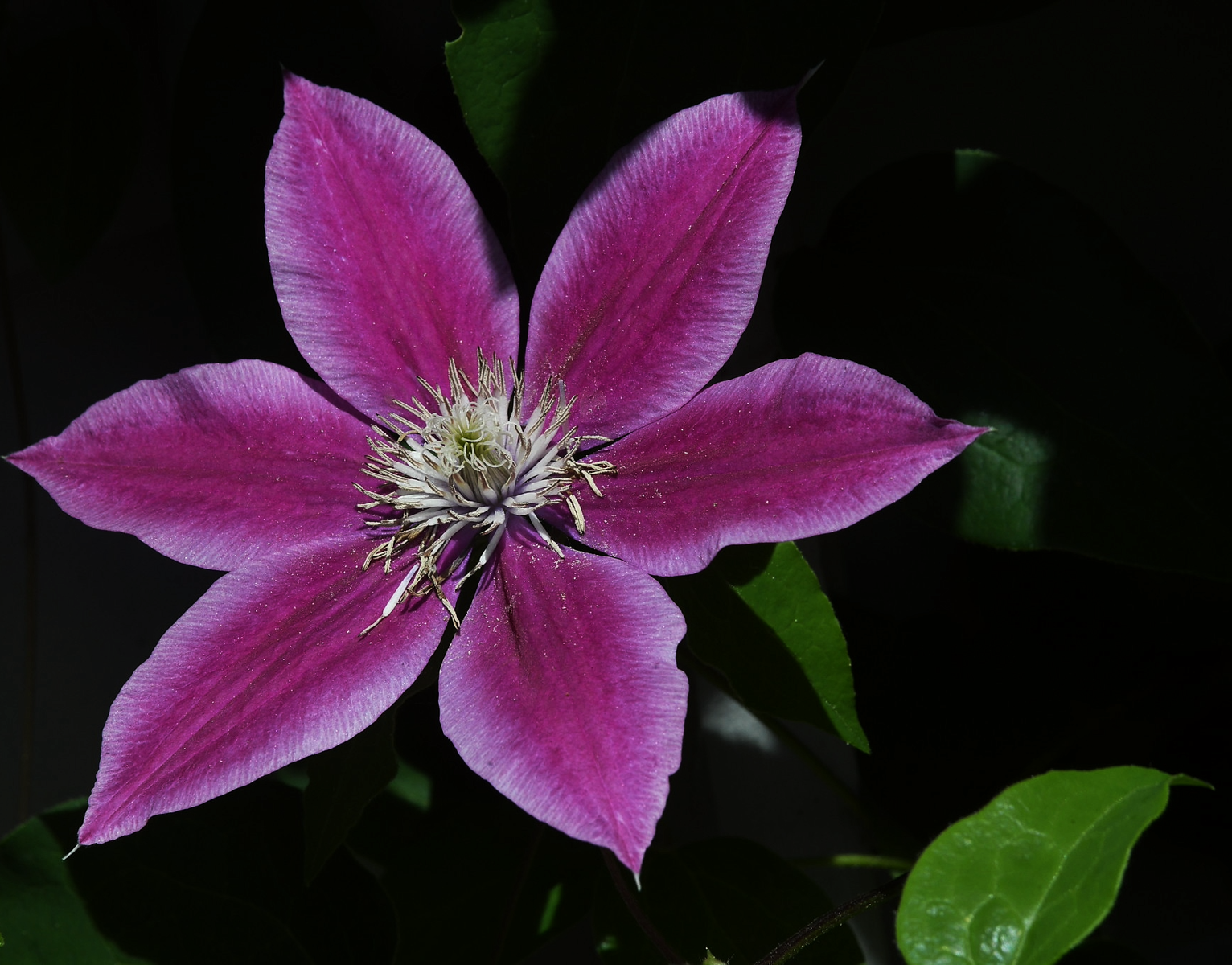 garden-8.png