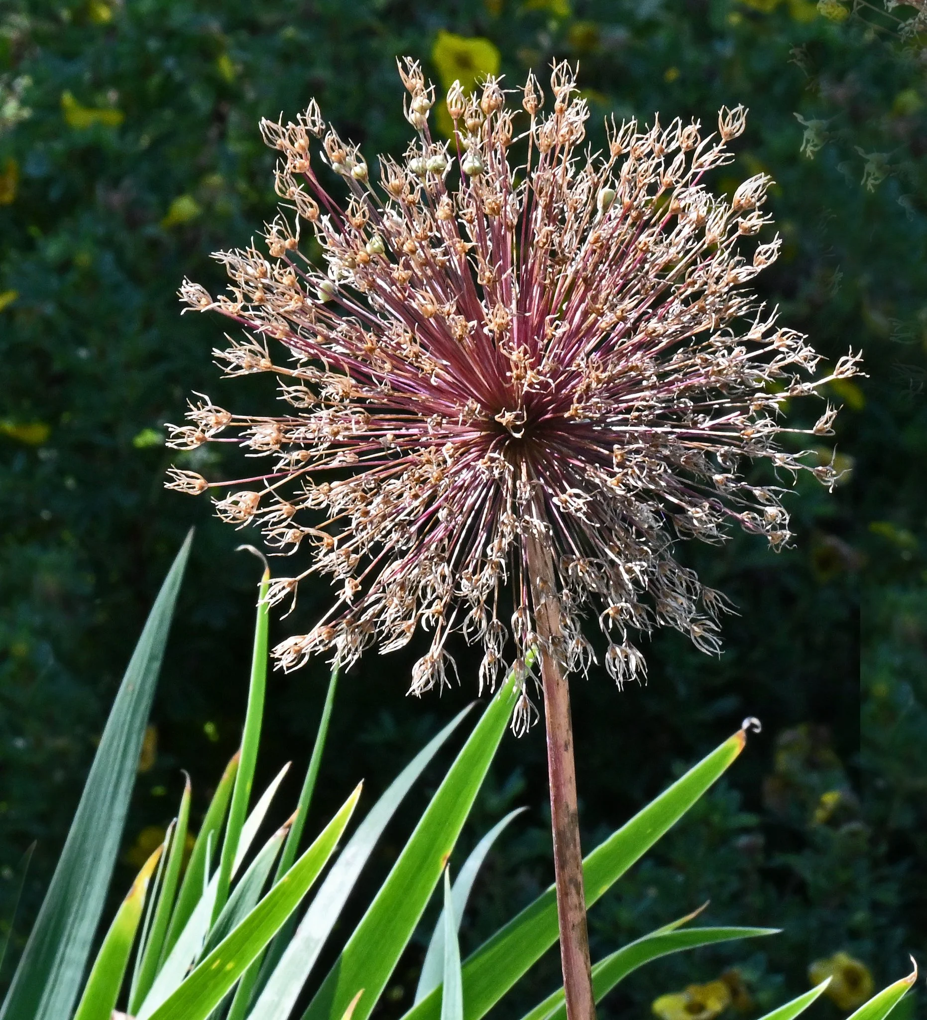 garden-3.jpg