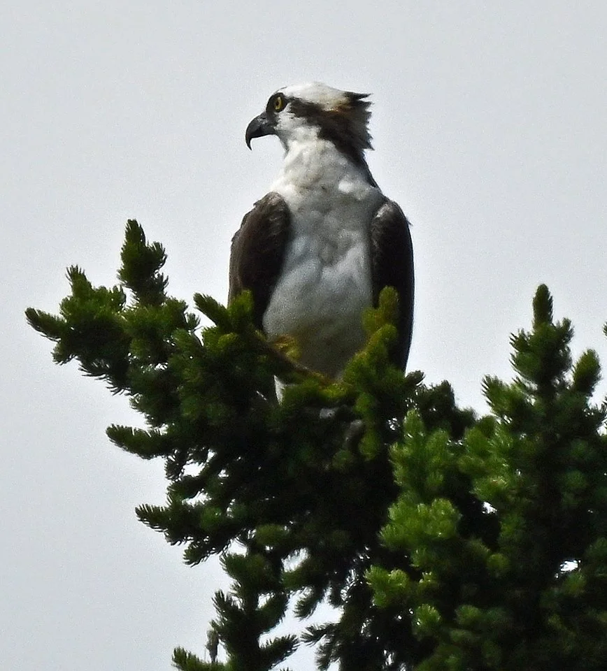 fauna-2.jpg