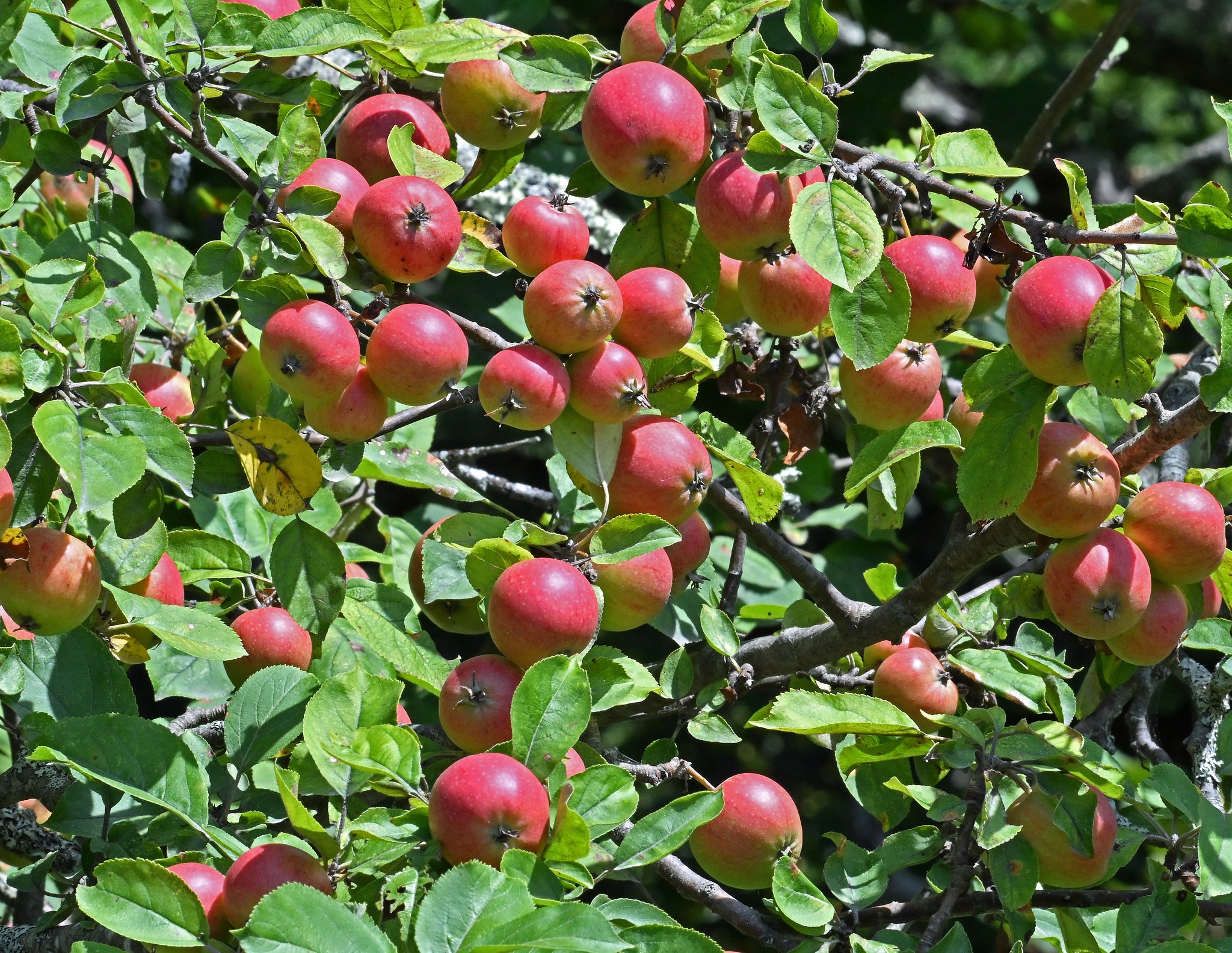 Trees1a.jpg