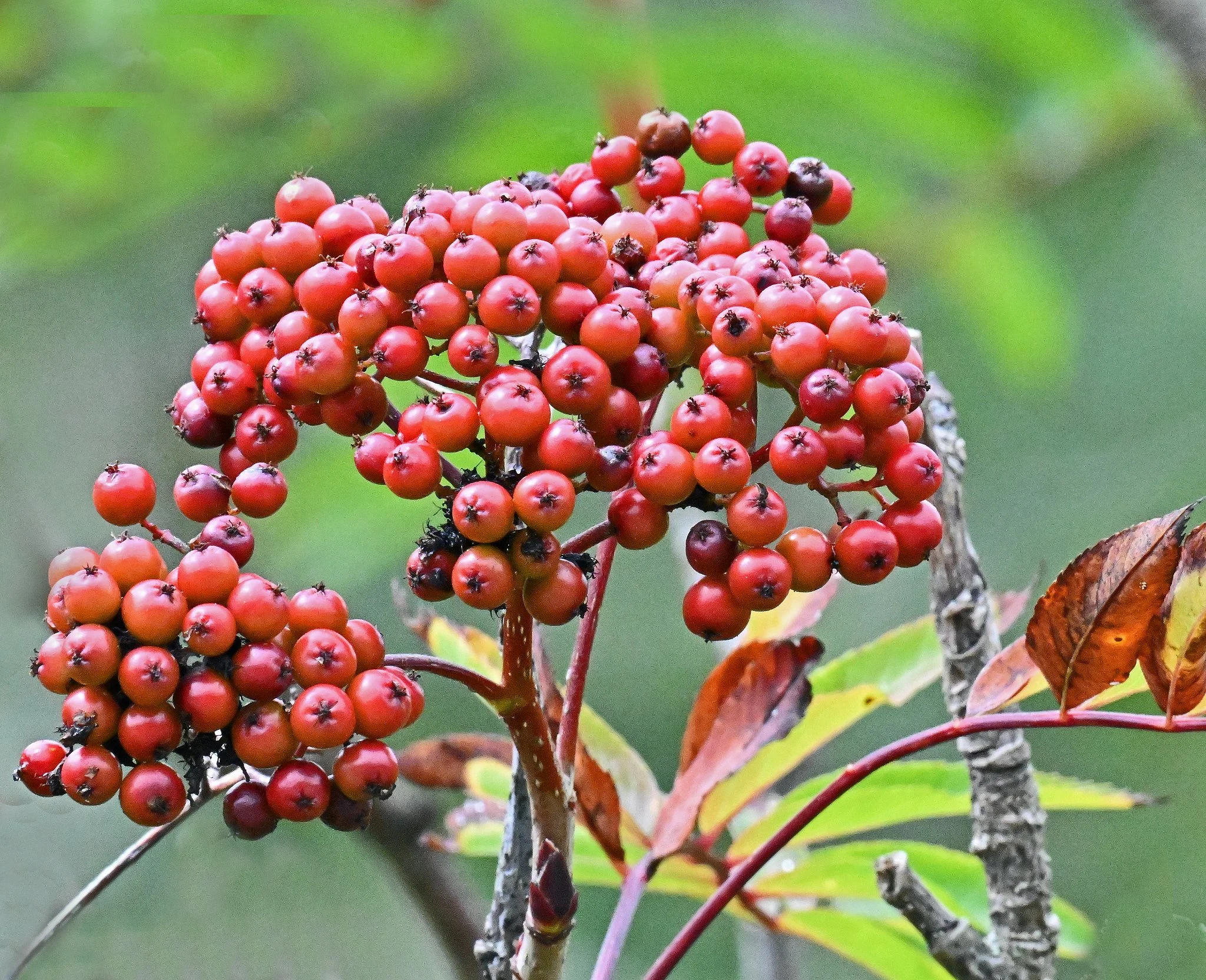 Trees3.jpg
