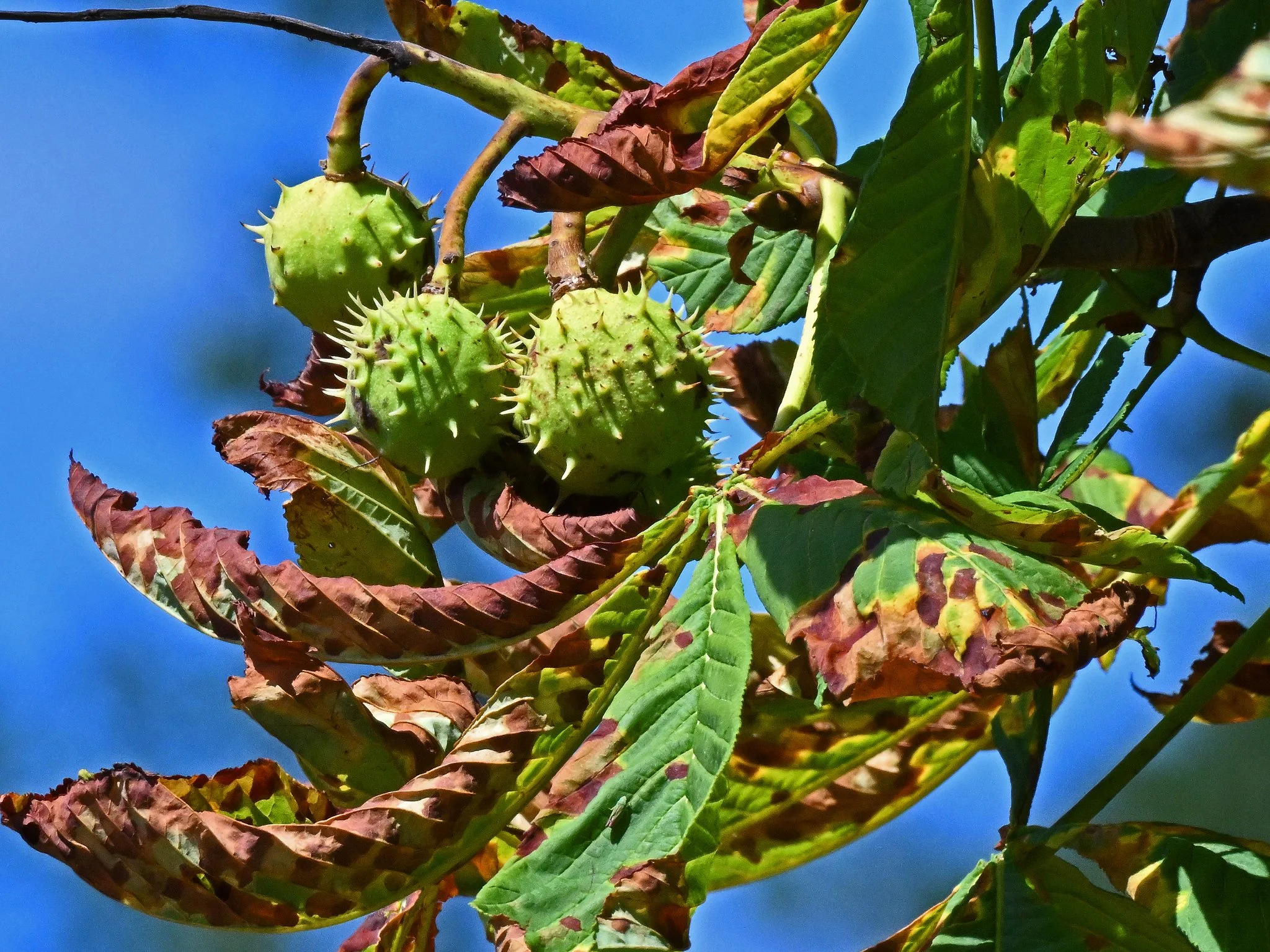 Trees2.jpg