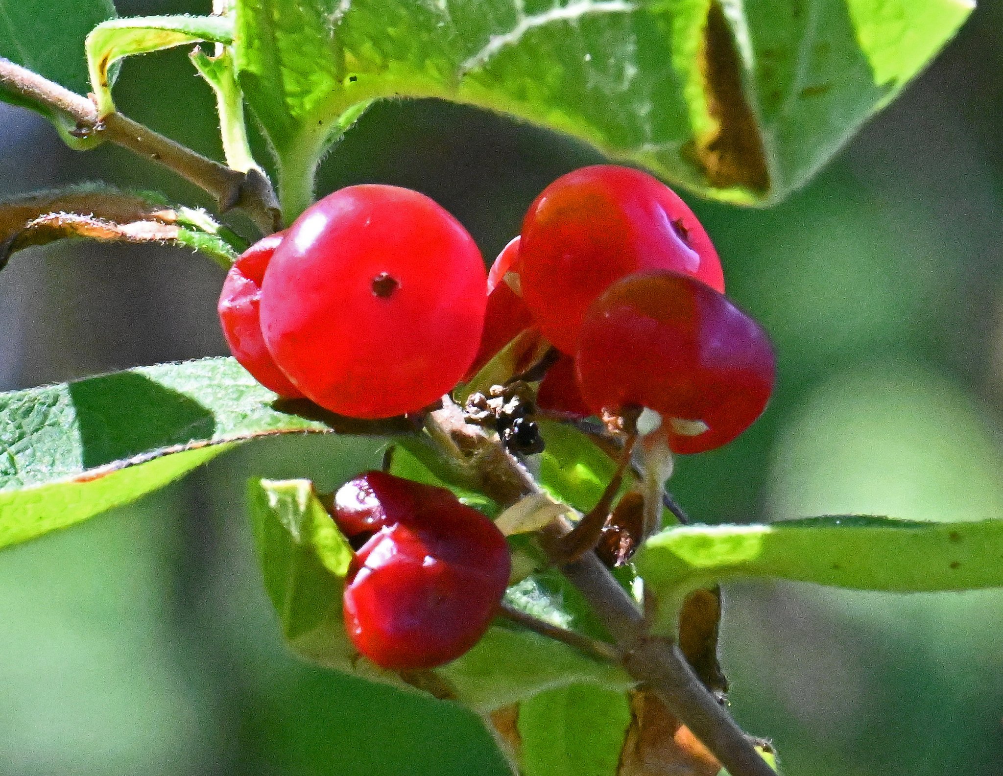 Trees5.jpg