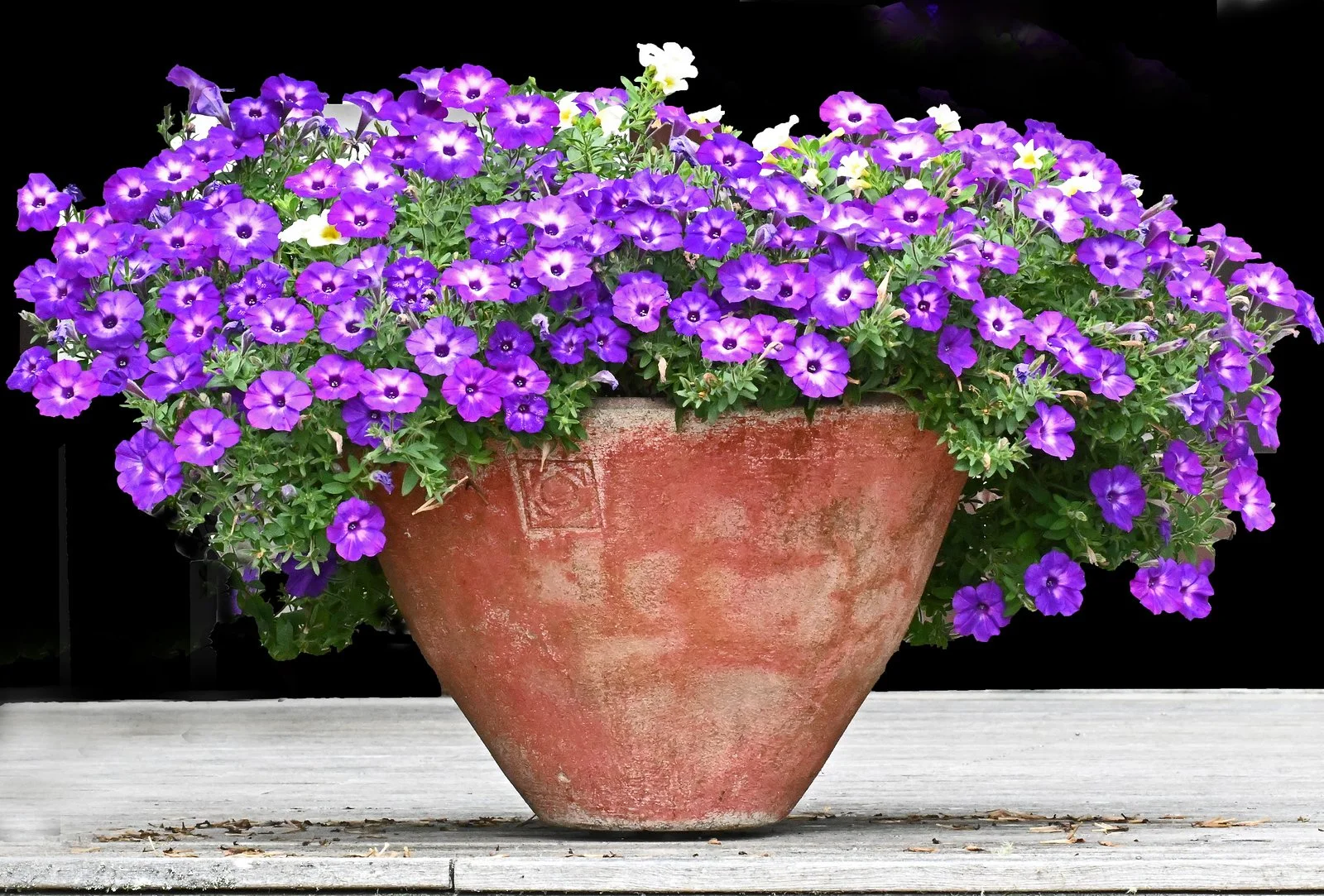 garden2.jpg