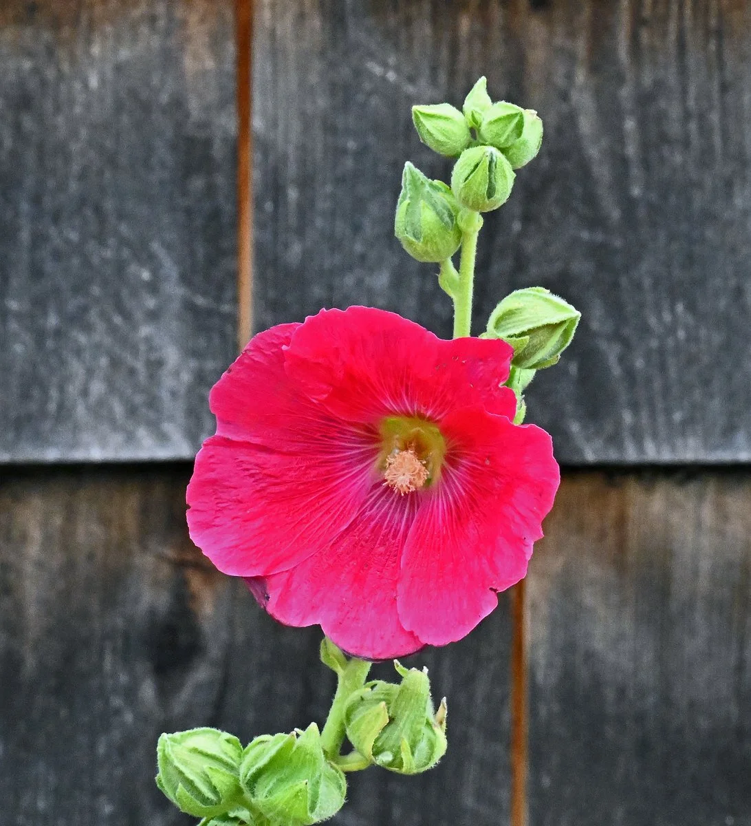 garden3.jpg