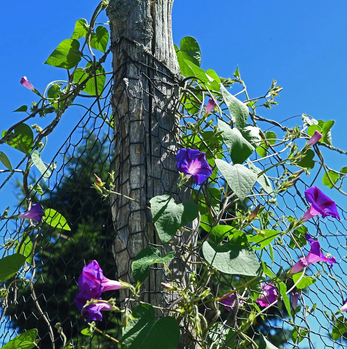 garden5.jpg