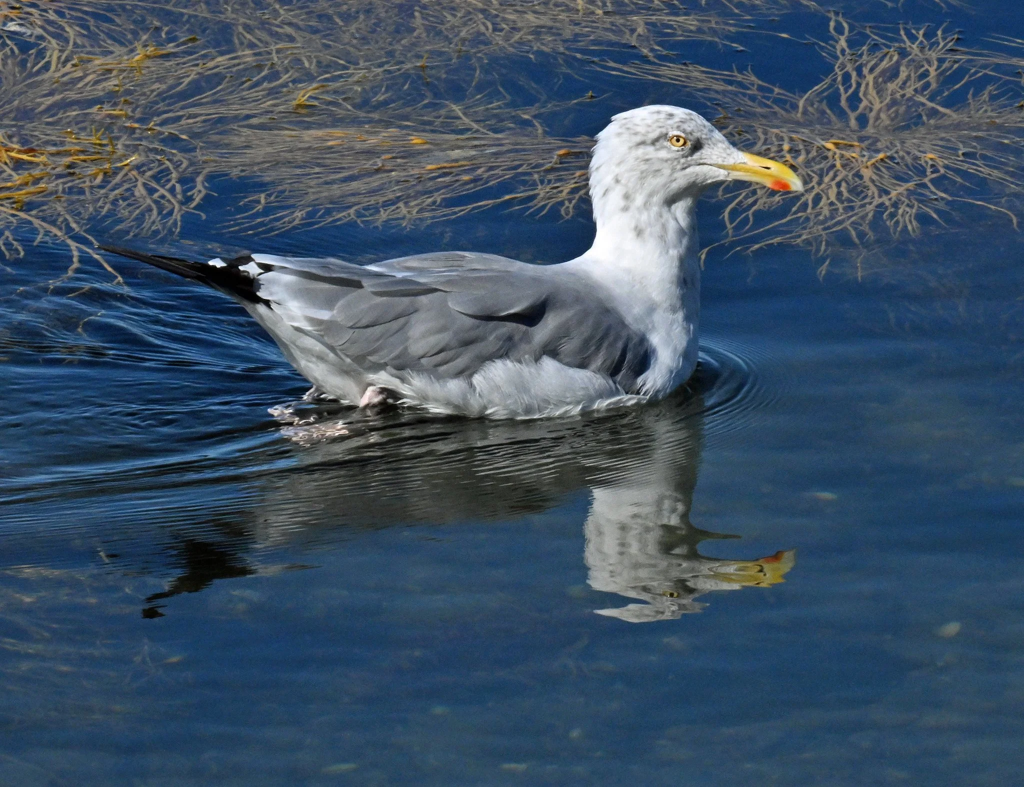 feather5.jpg
