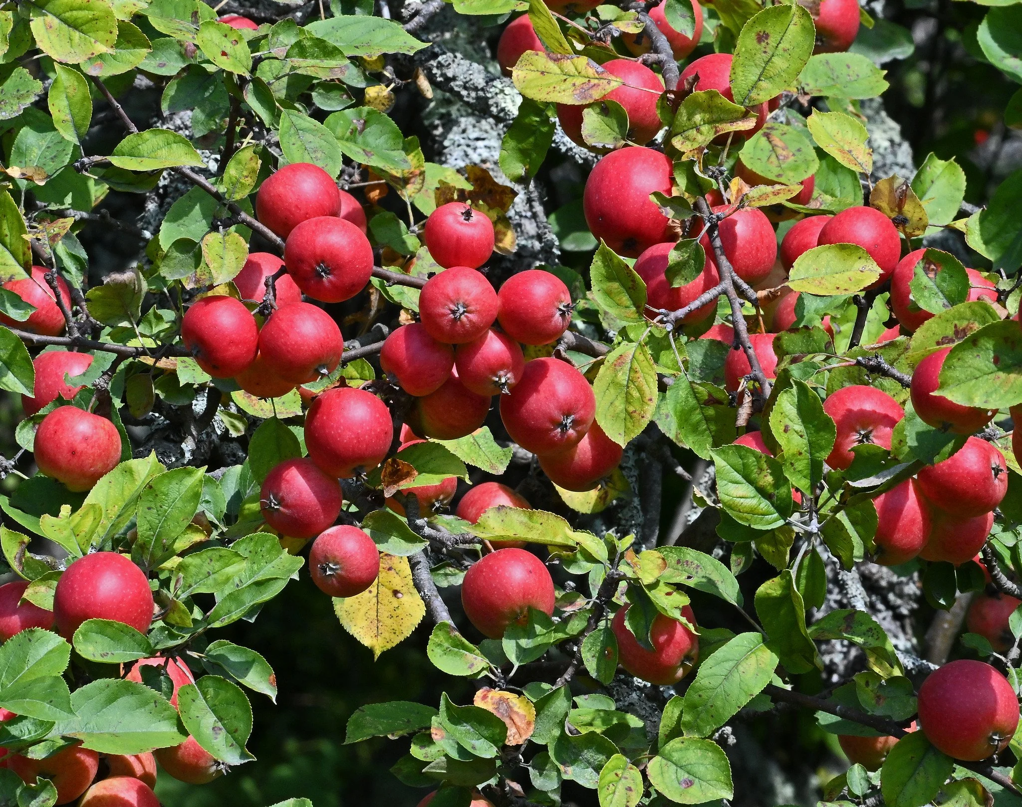 tree1a.jpg