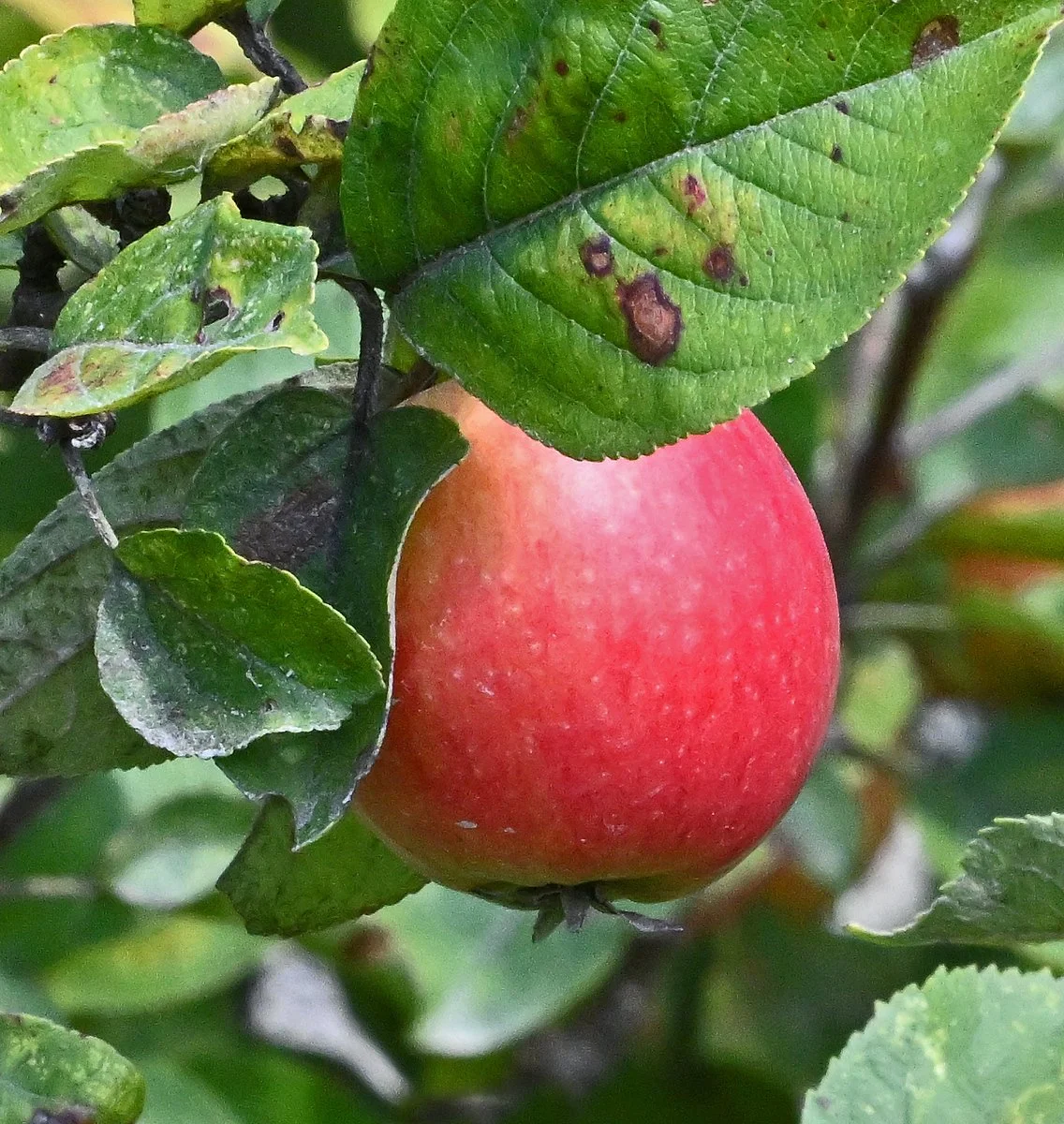 tree1b.jpg