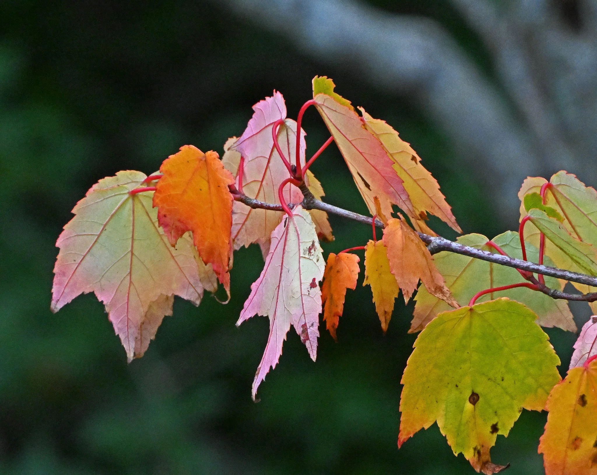 tree2.jpg