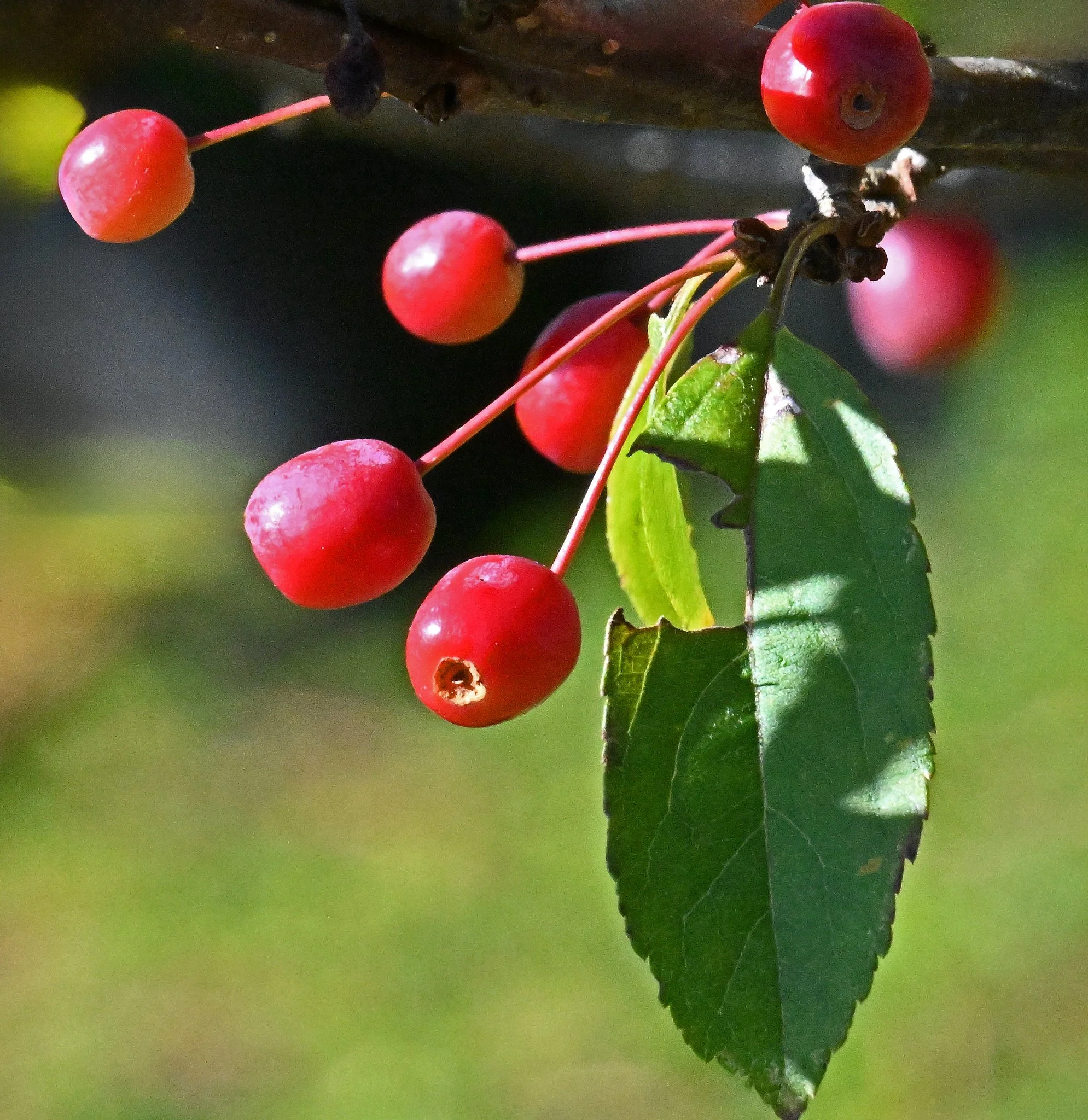tree5.jpg