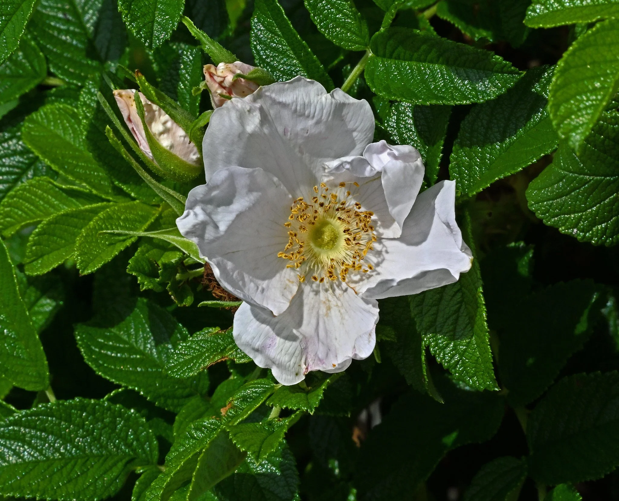 Shrub2.jpg
