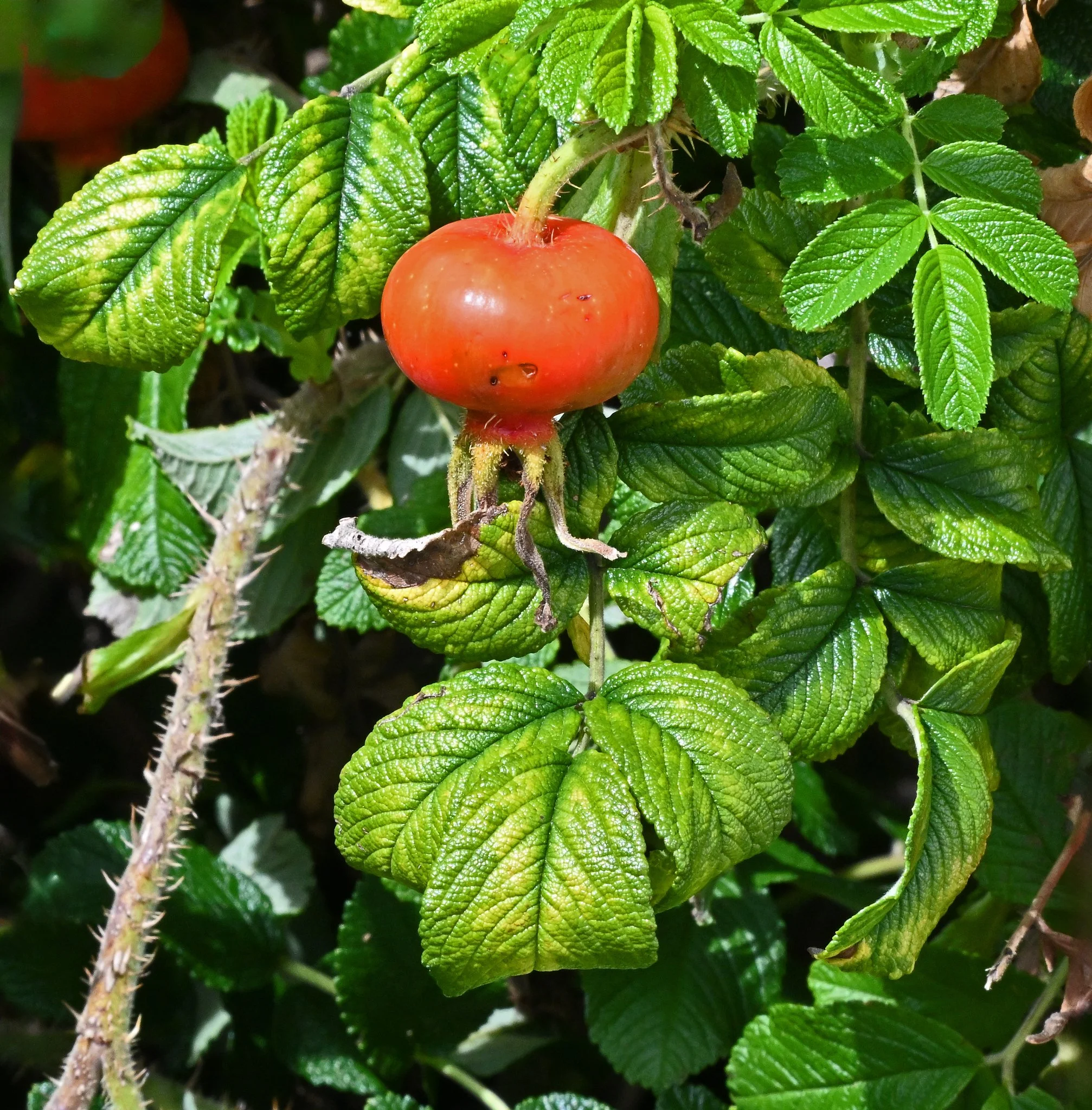 Shrub2a.jpg