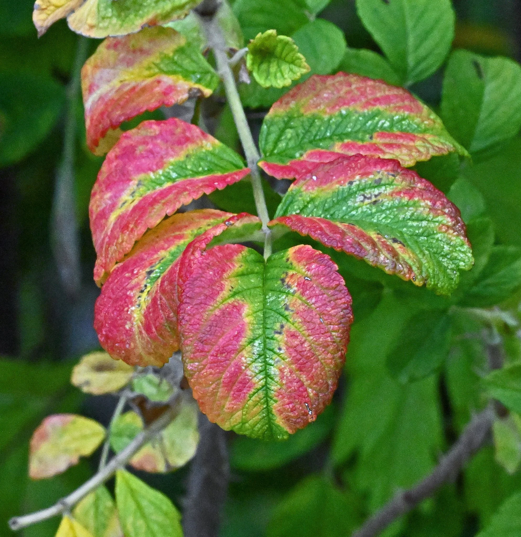 Shrub2b.jpg