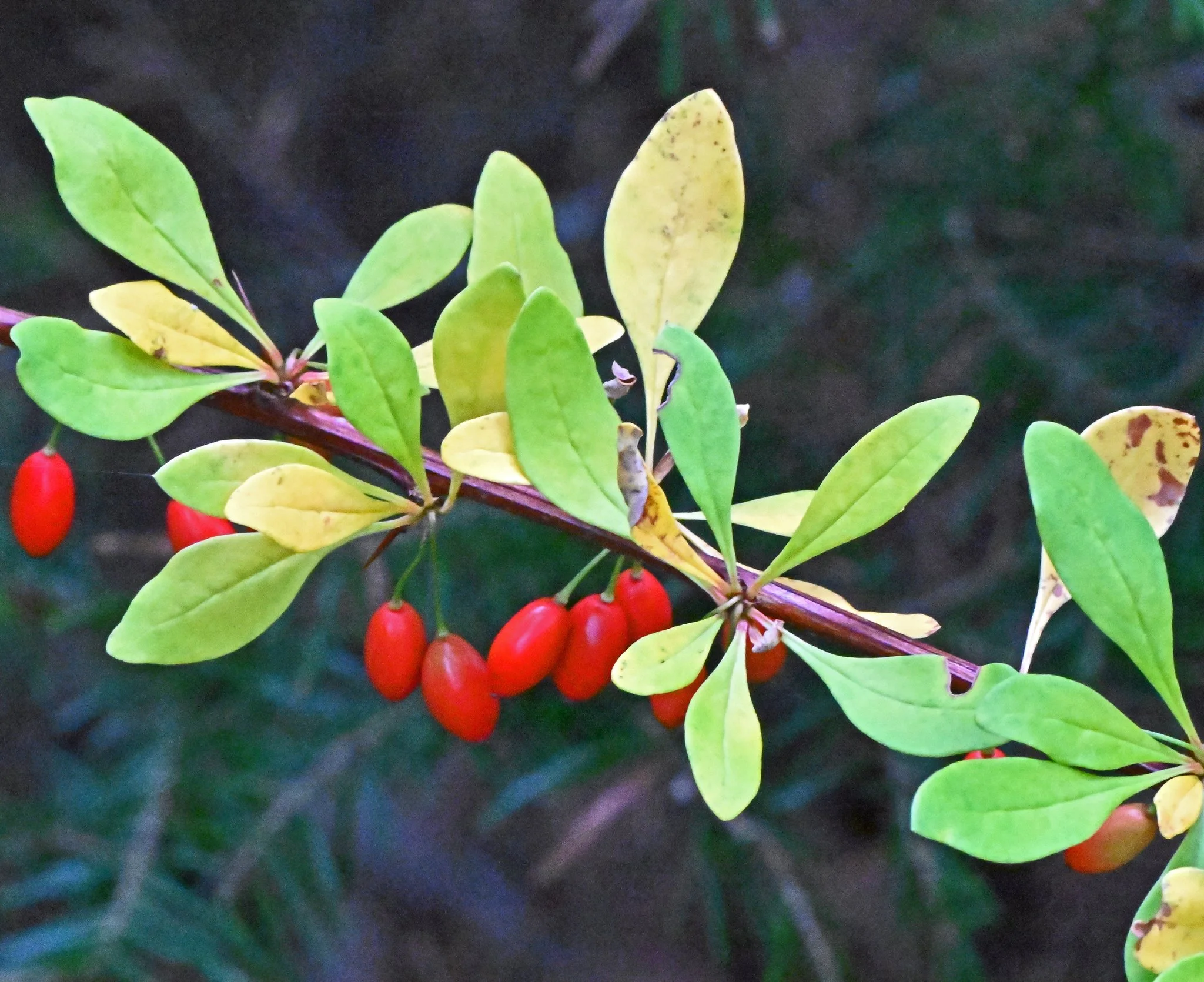Shrub4.jpg