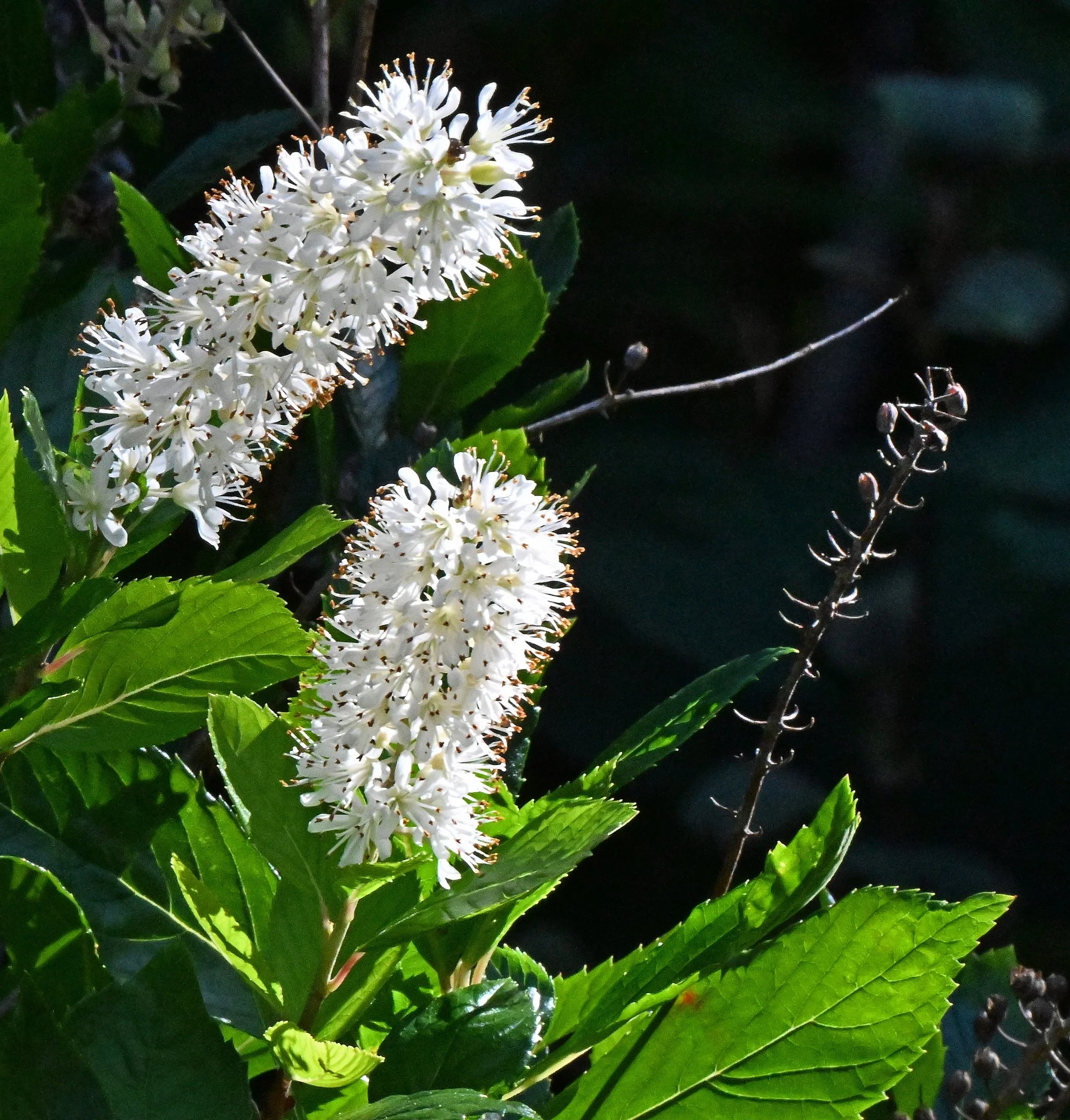 Shrub5.jpg