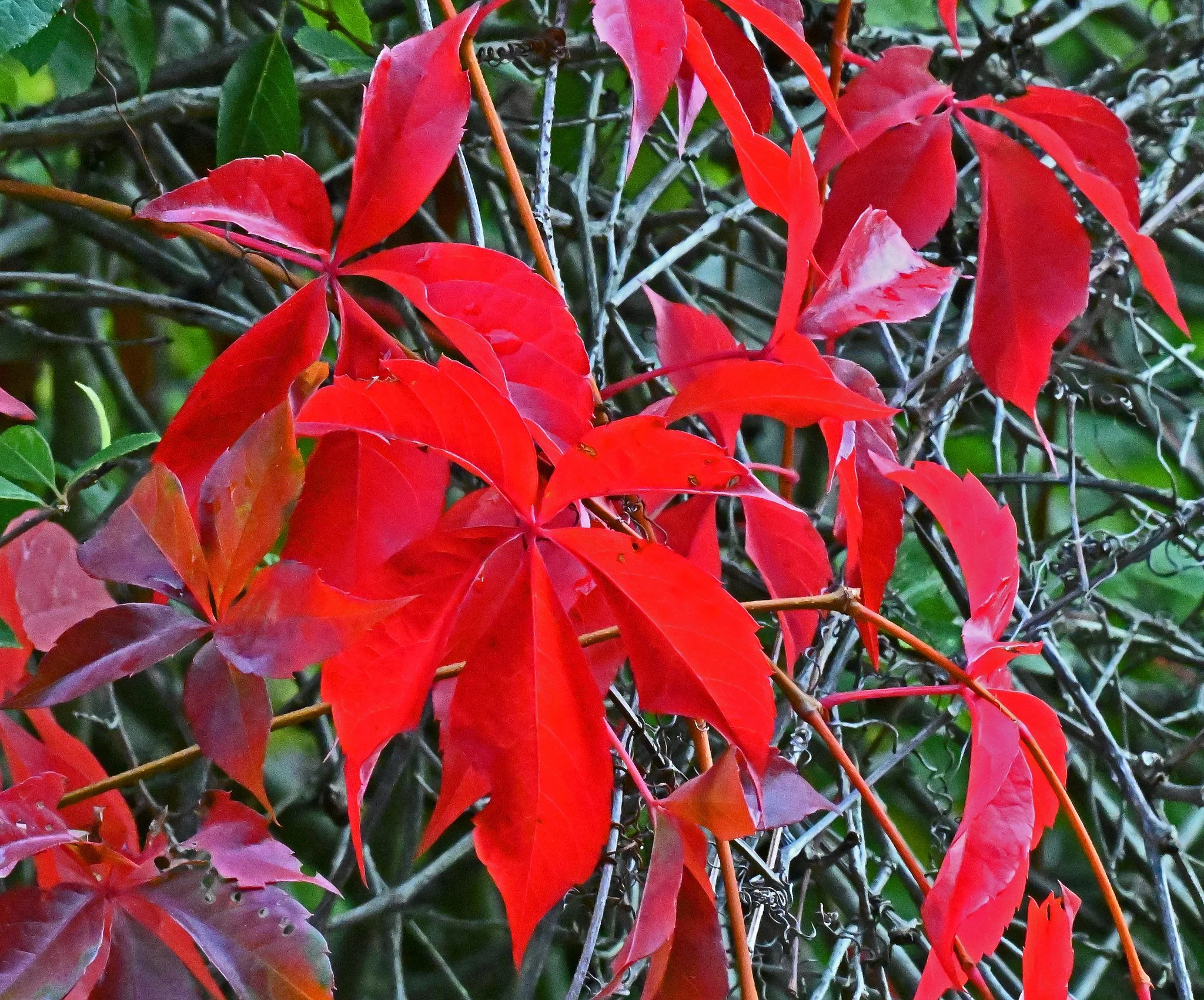 Shrub6.jpg