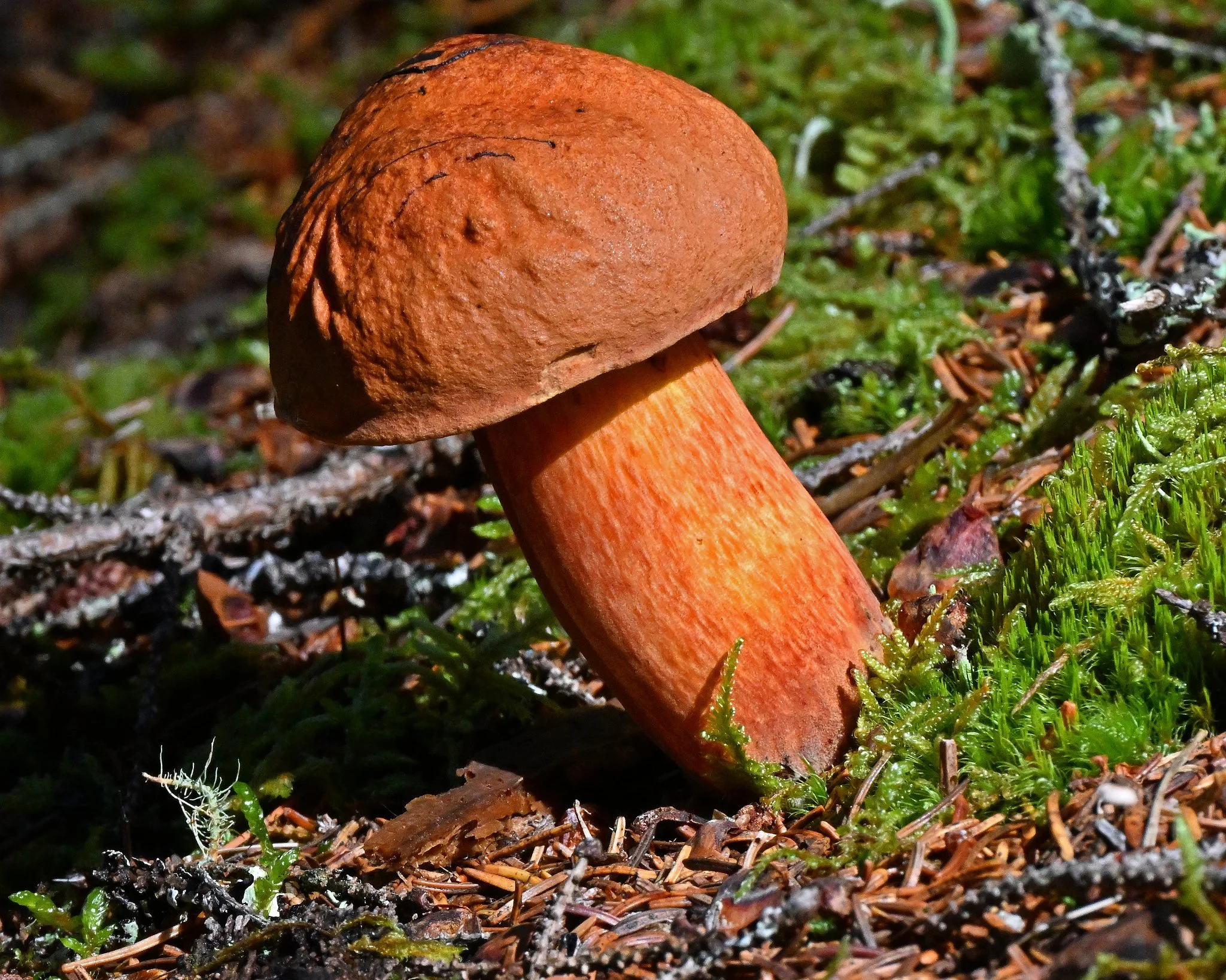 fungi1.jpg