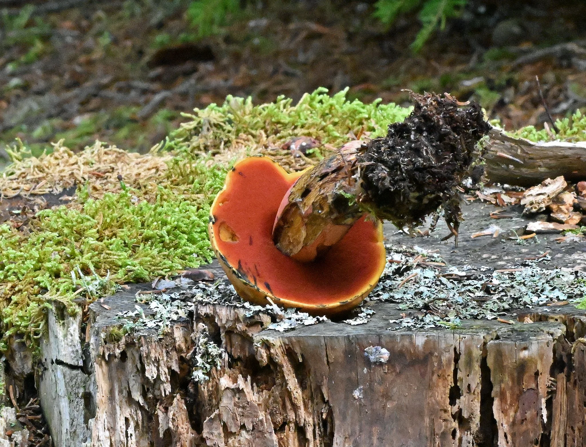 fungi1a.jpg