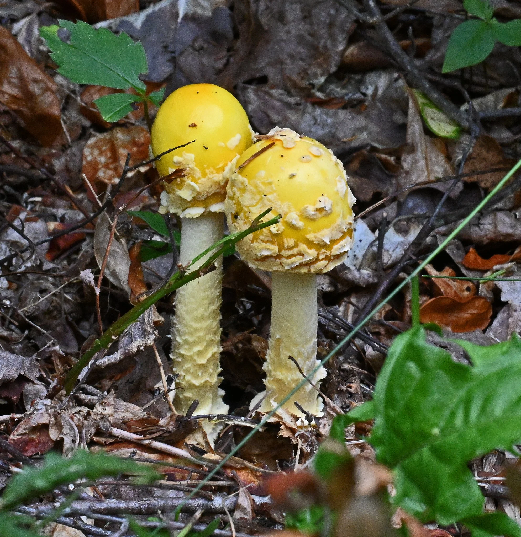 fungi2.jpg