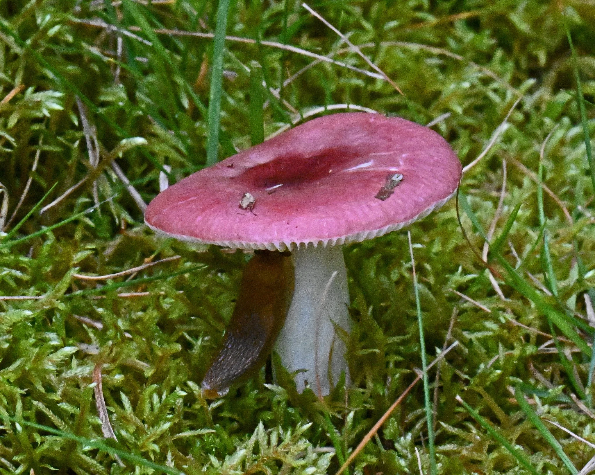 fungi2a.jpg